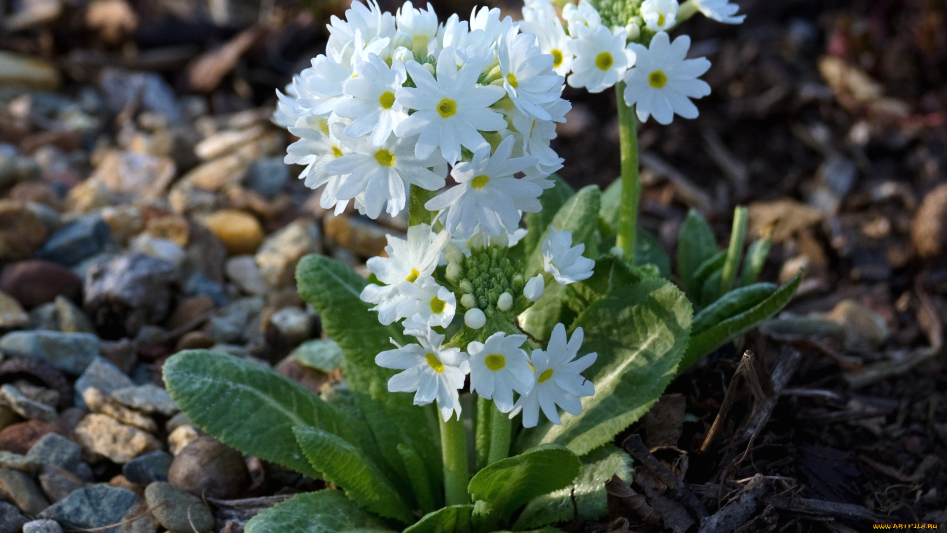 цветы, примулы, белый, кустики