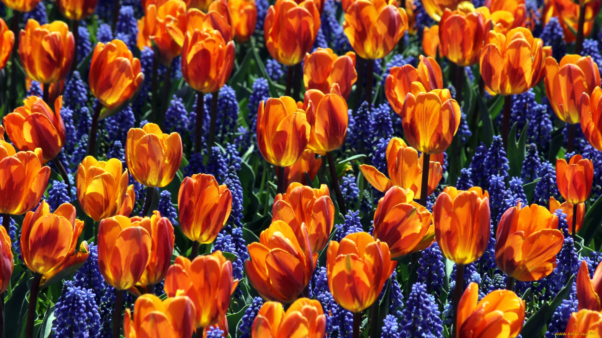 цветы, разные, вместе, гиацинты, мускари, тюльпаны