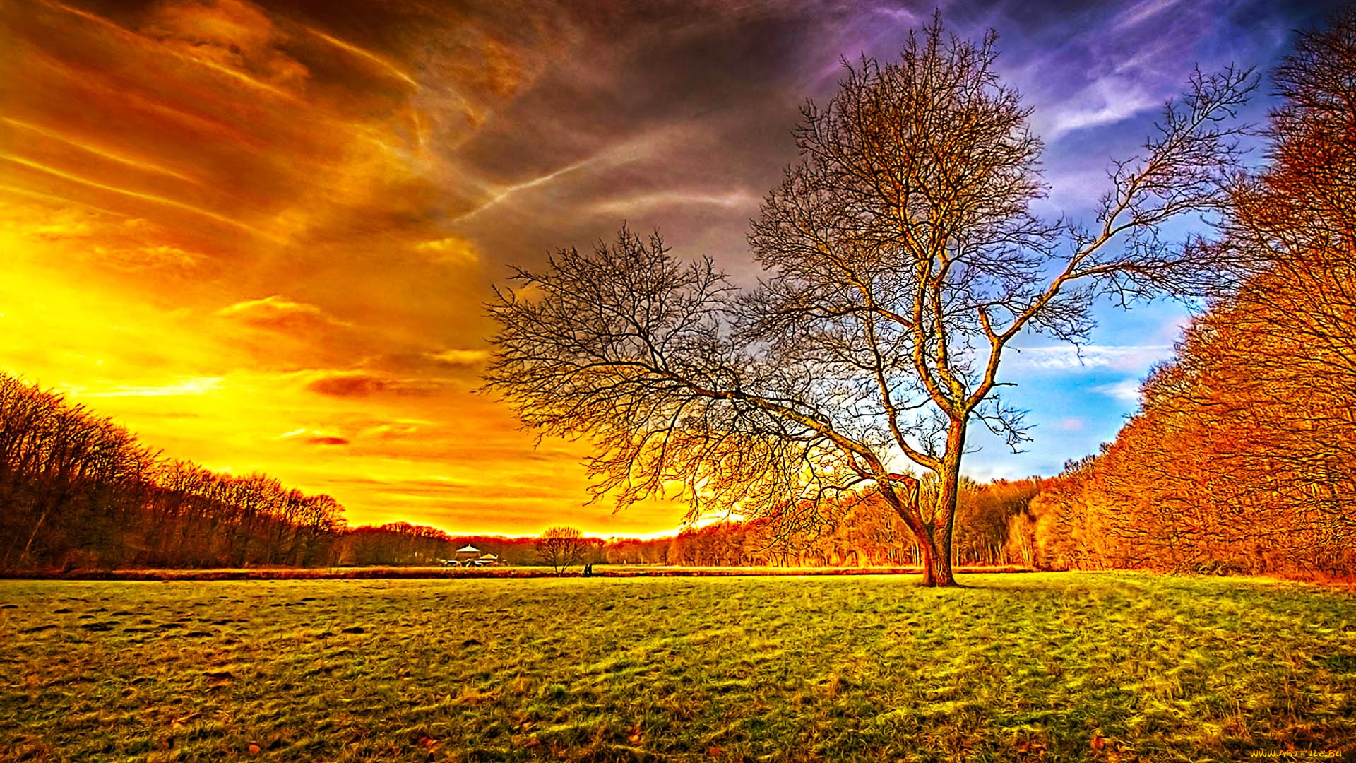 in, middle, природа, деревья, багрянец, дерево, осень, поле, трава