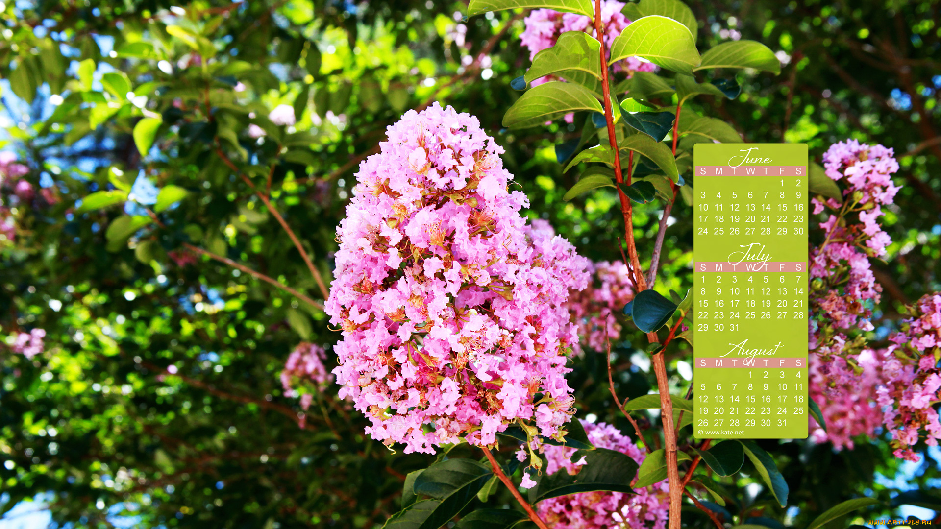 календари, цветы, цветение, куст