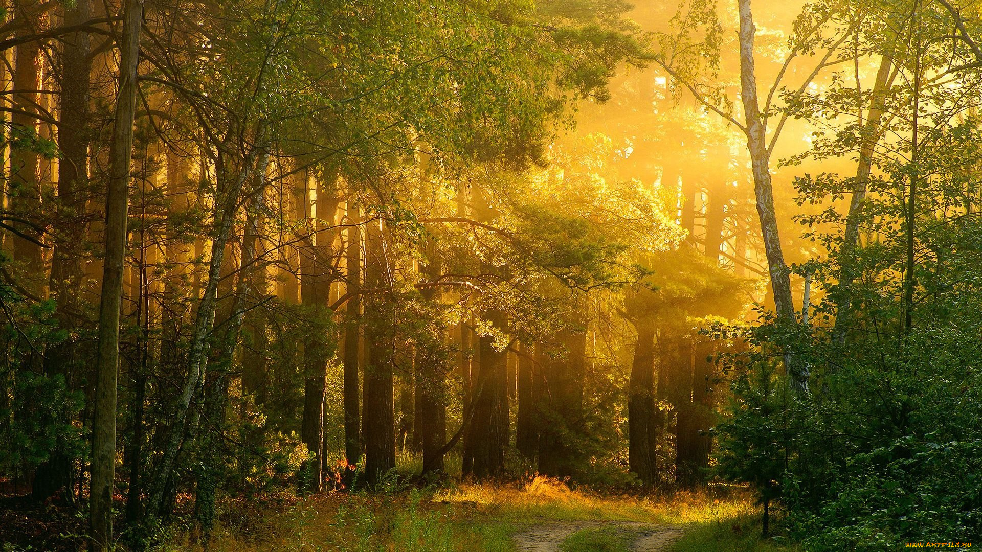 light, through, the, forest, природа, лес, дорога, дымка, утро