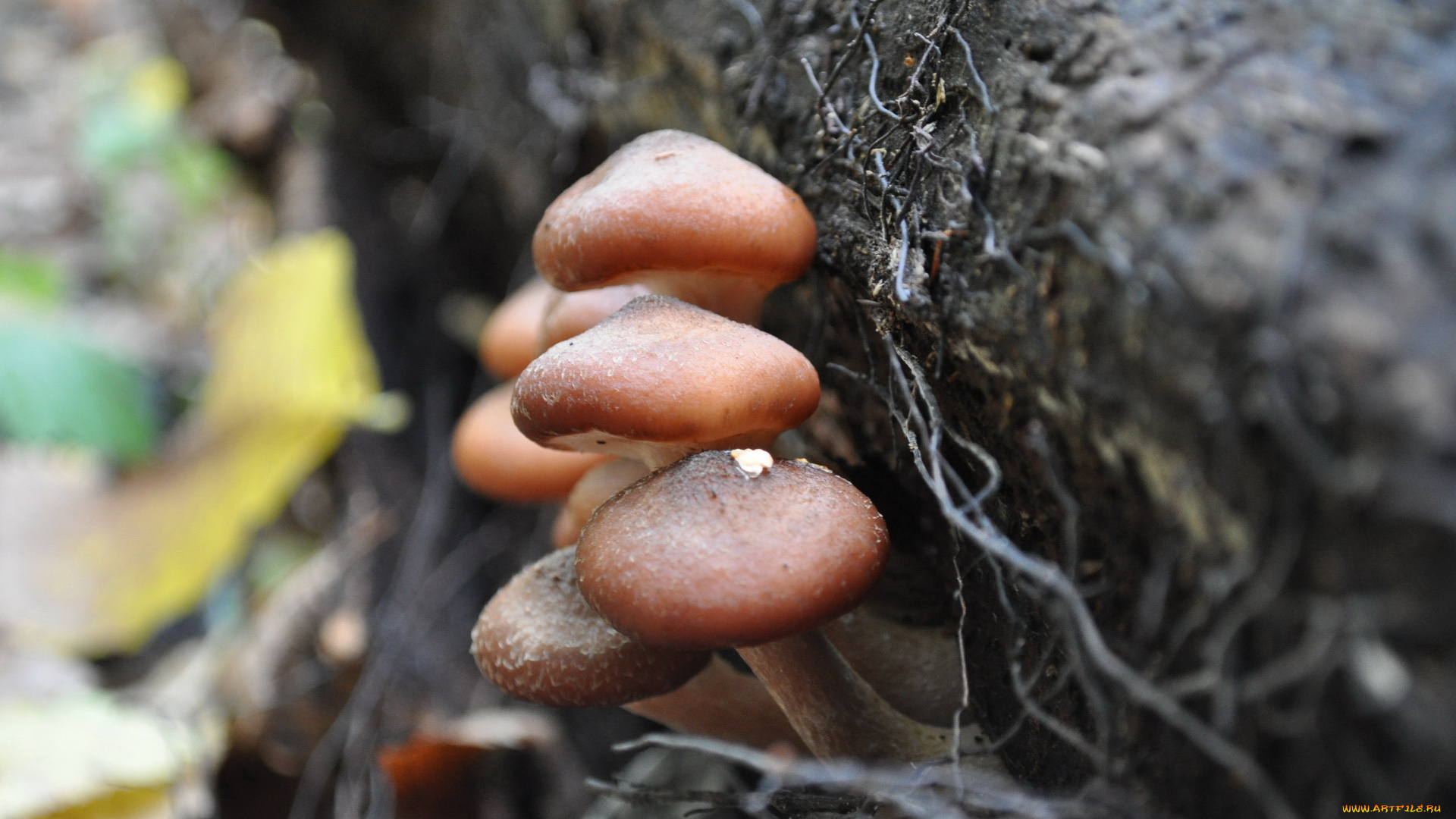 природа, грибы