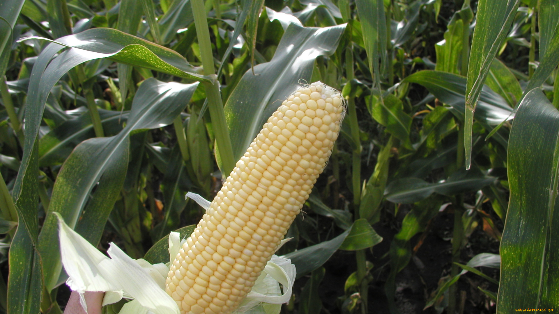 природа, плоды, кукуруза