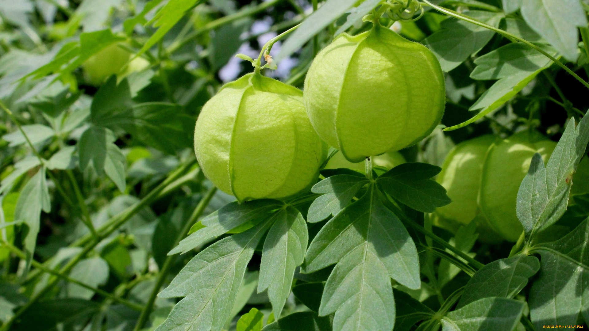 природа, плоды, листья