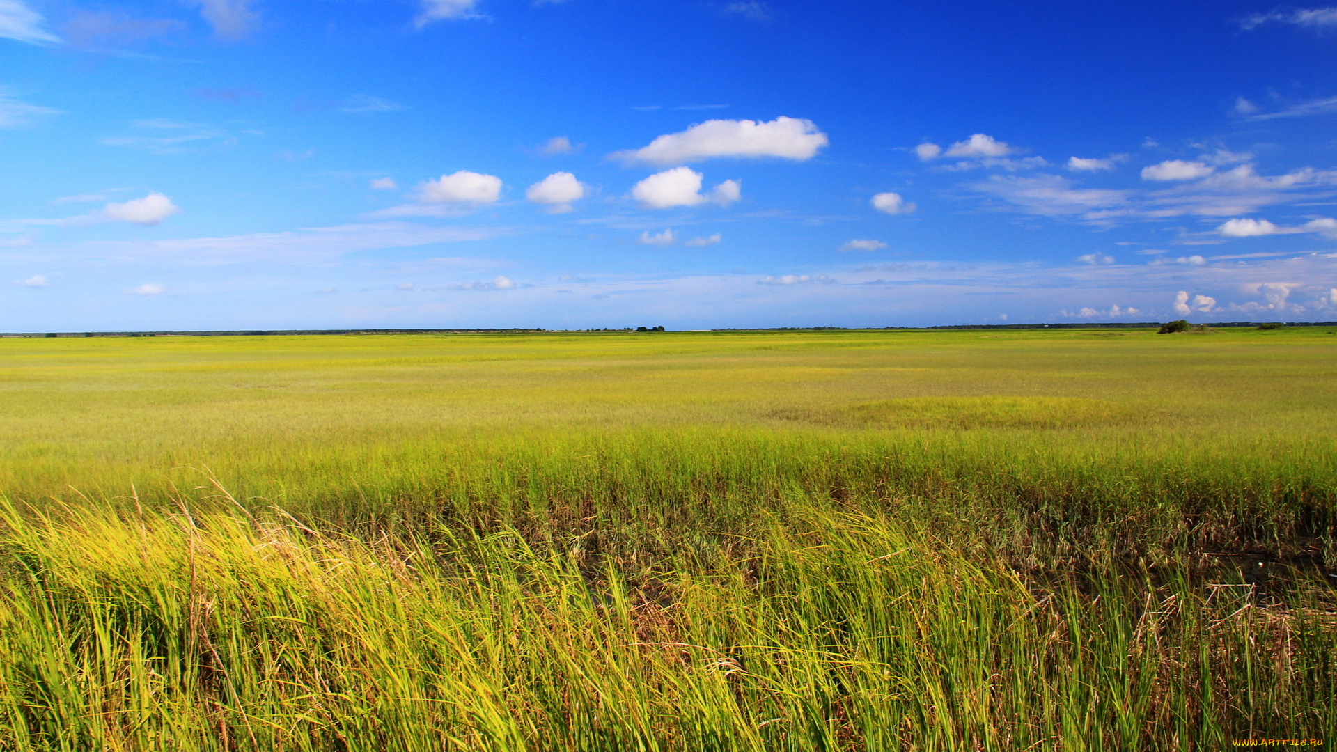 природа, поля, колосья, поле