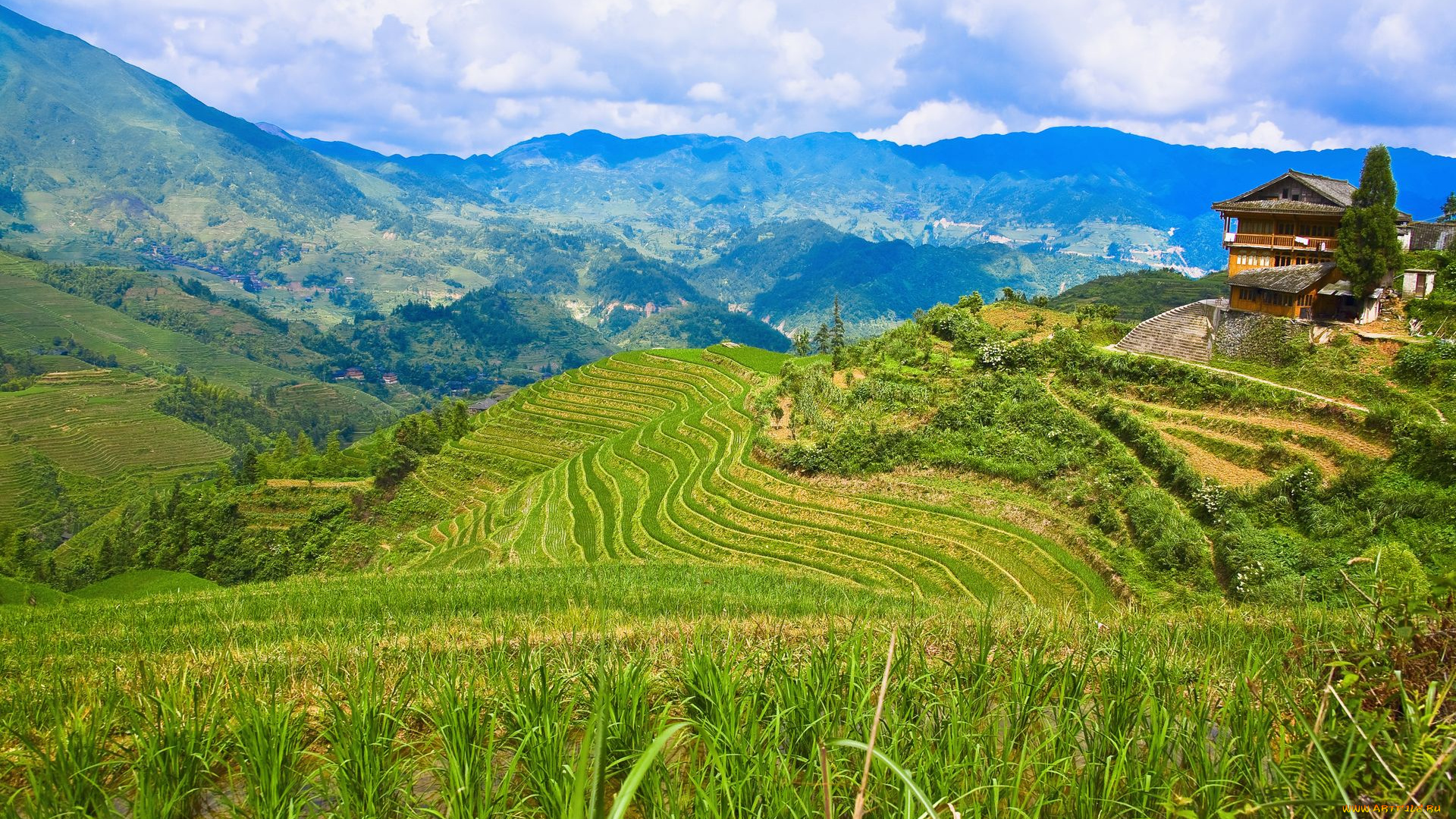 природа, поля, рис