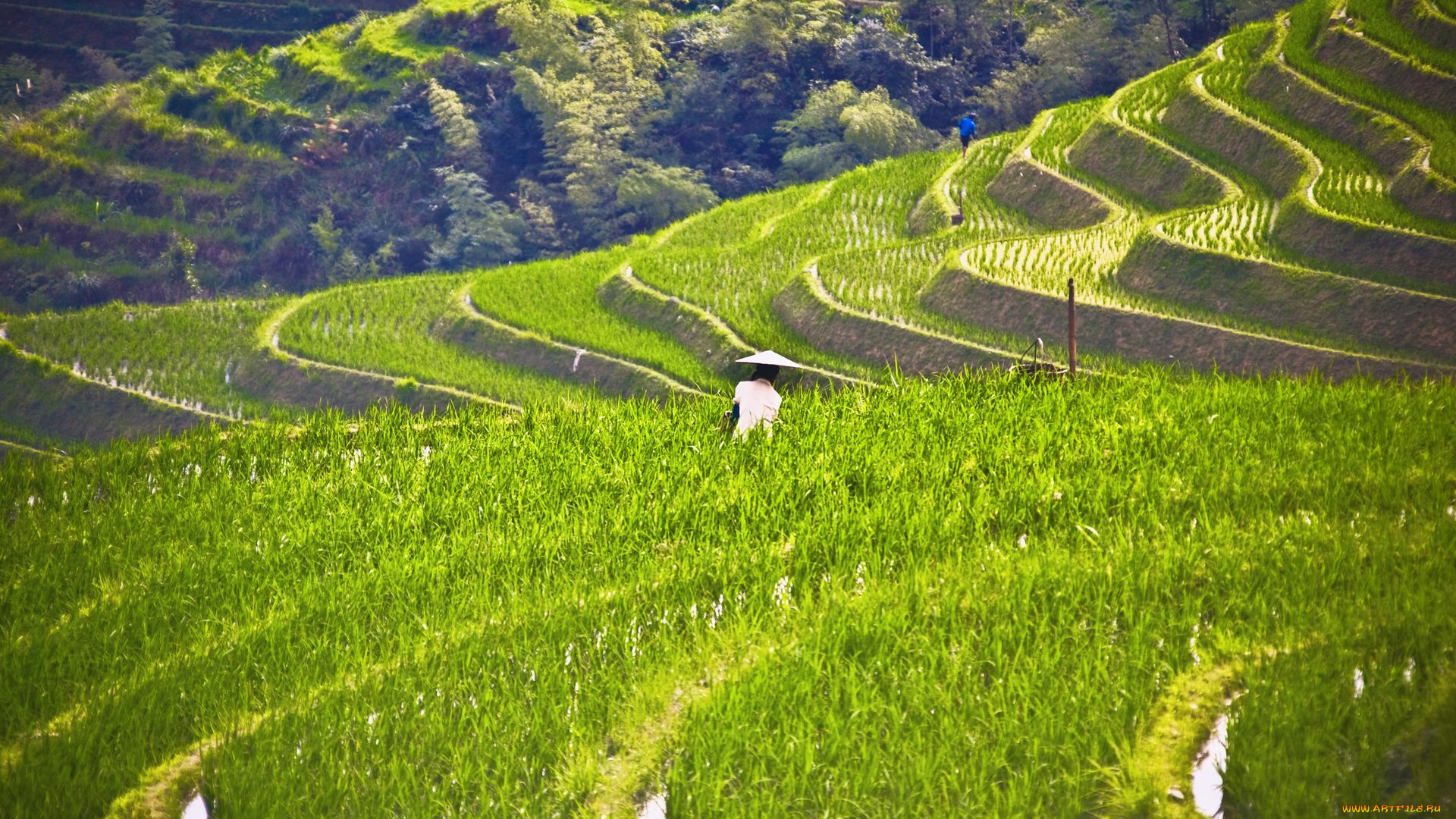 природа, поля, рис