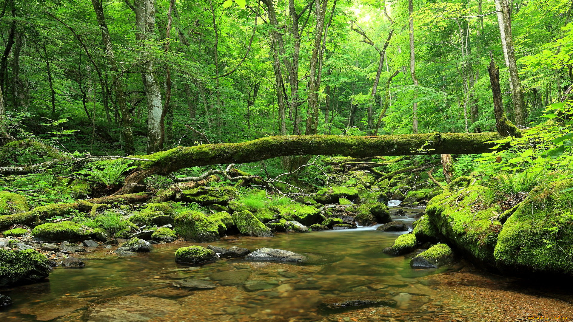 природа, реки, озера, лес, ручей, камни