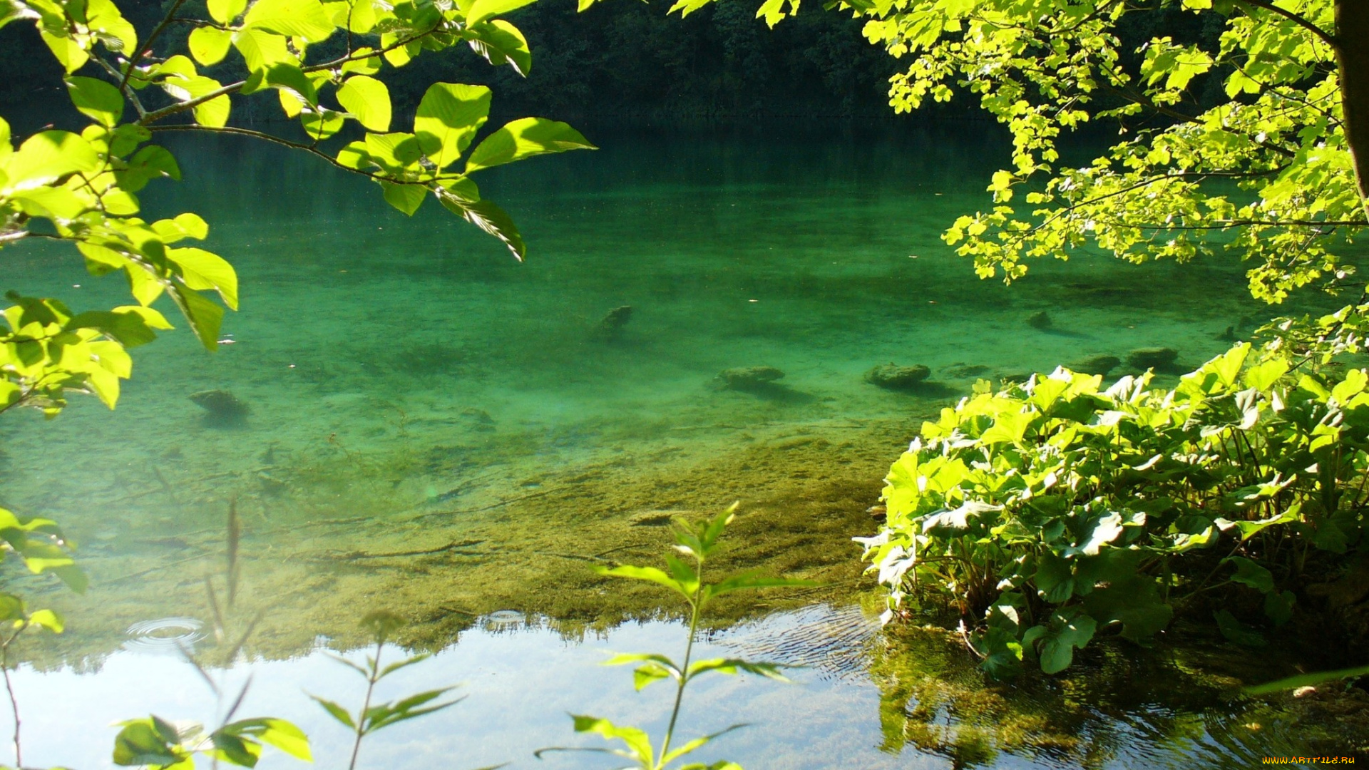 природа, реки, озера, отмель, река