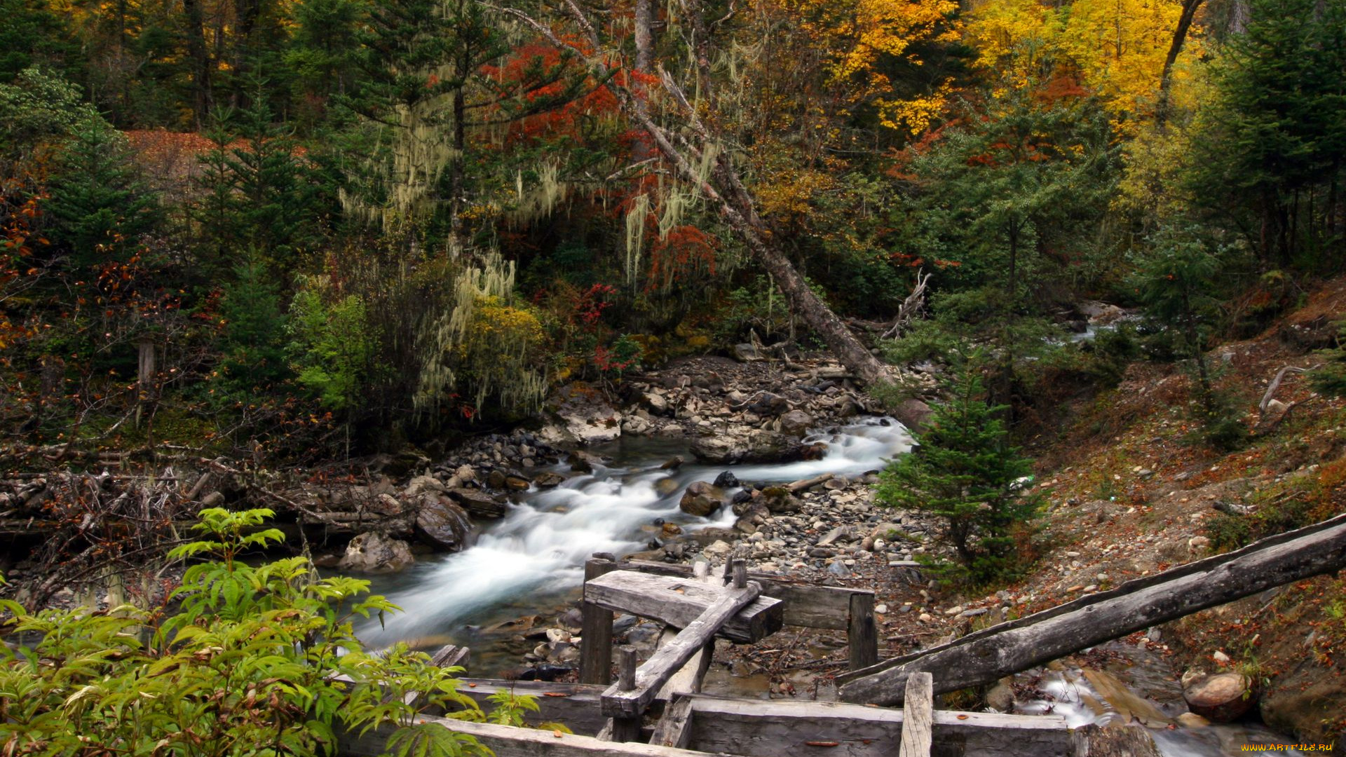 природа, реки, озера, ручей, лес