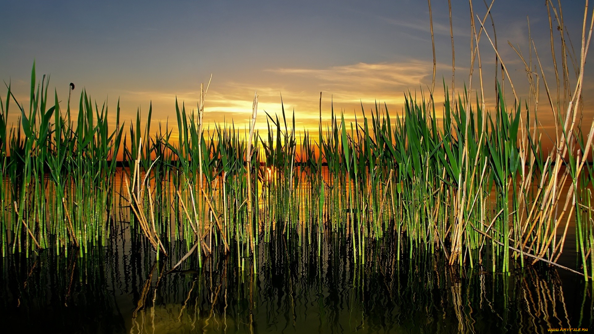 природа, восходы, закаты, камыш, озеро, закат