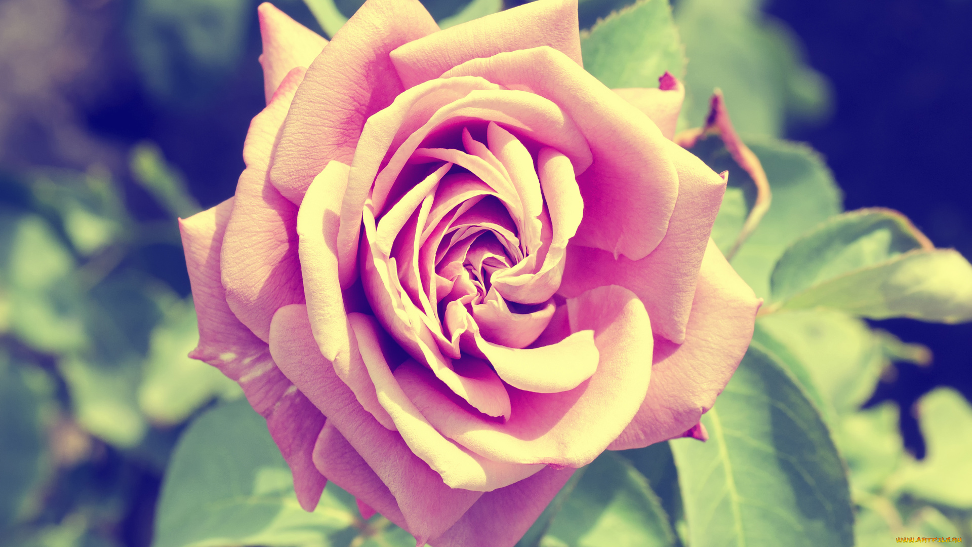 роза, цветы, розы, цветок, лето, бутон