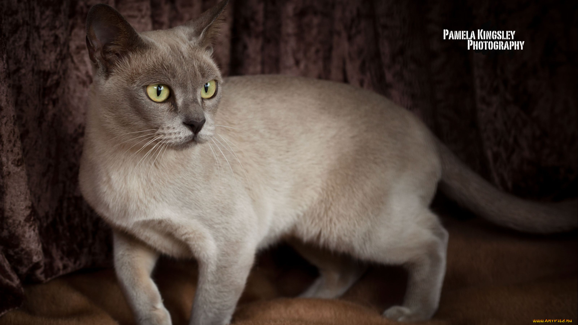 животные, коты, грация, шерсть