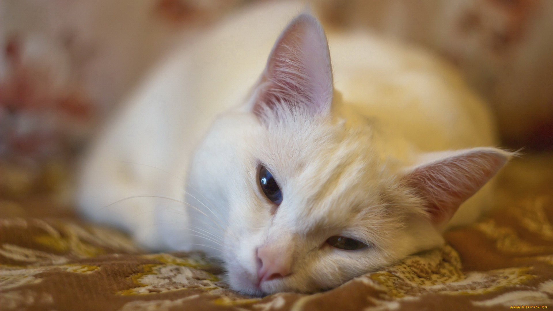 животные, коты, кошка