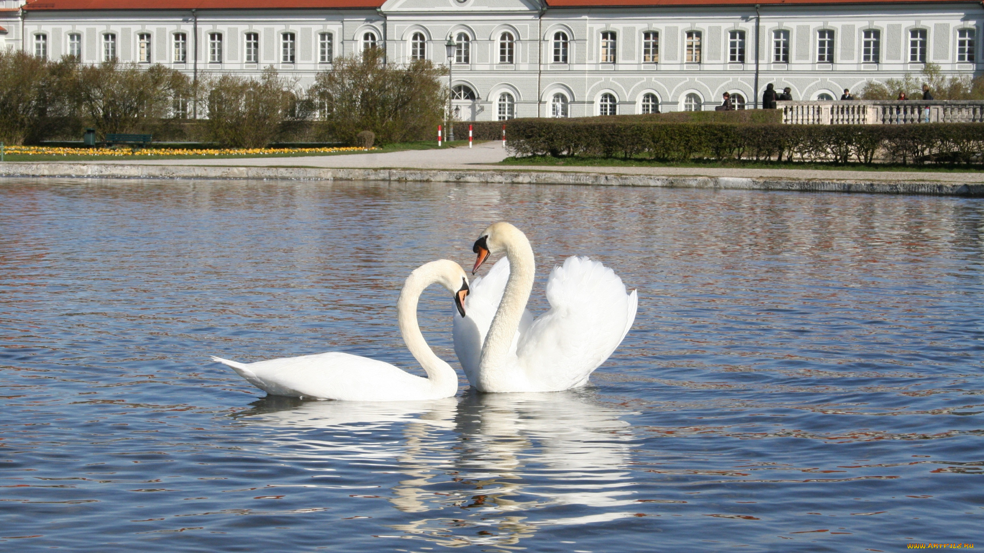 животные, лебеди, красота, любовь, пруд, мюнхен, парк, германия, дом, отражение, вода, лето, белый, солнце