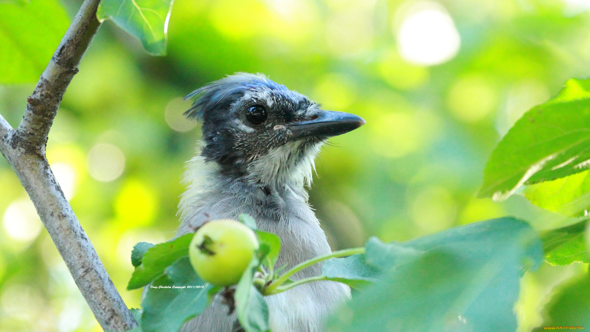 животные, птицы, ветка, яблоко, птица