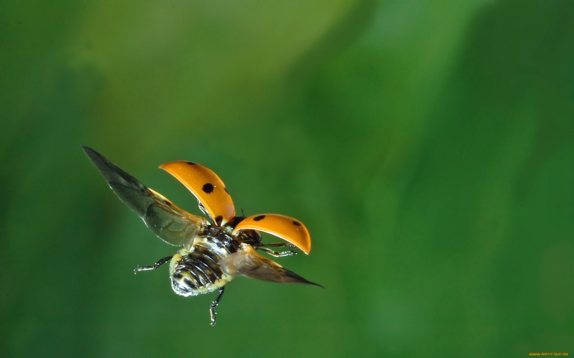 животные, божьи, коровки, божья, коровка