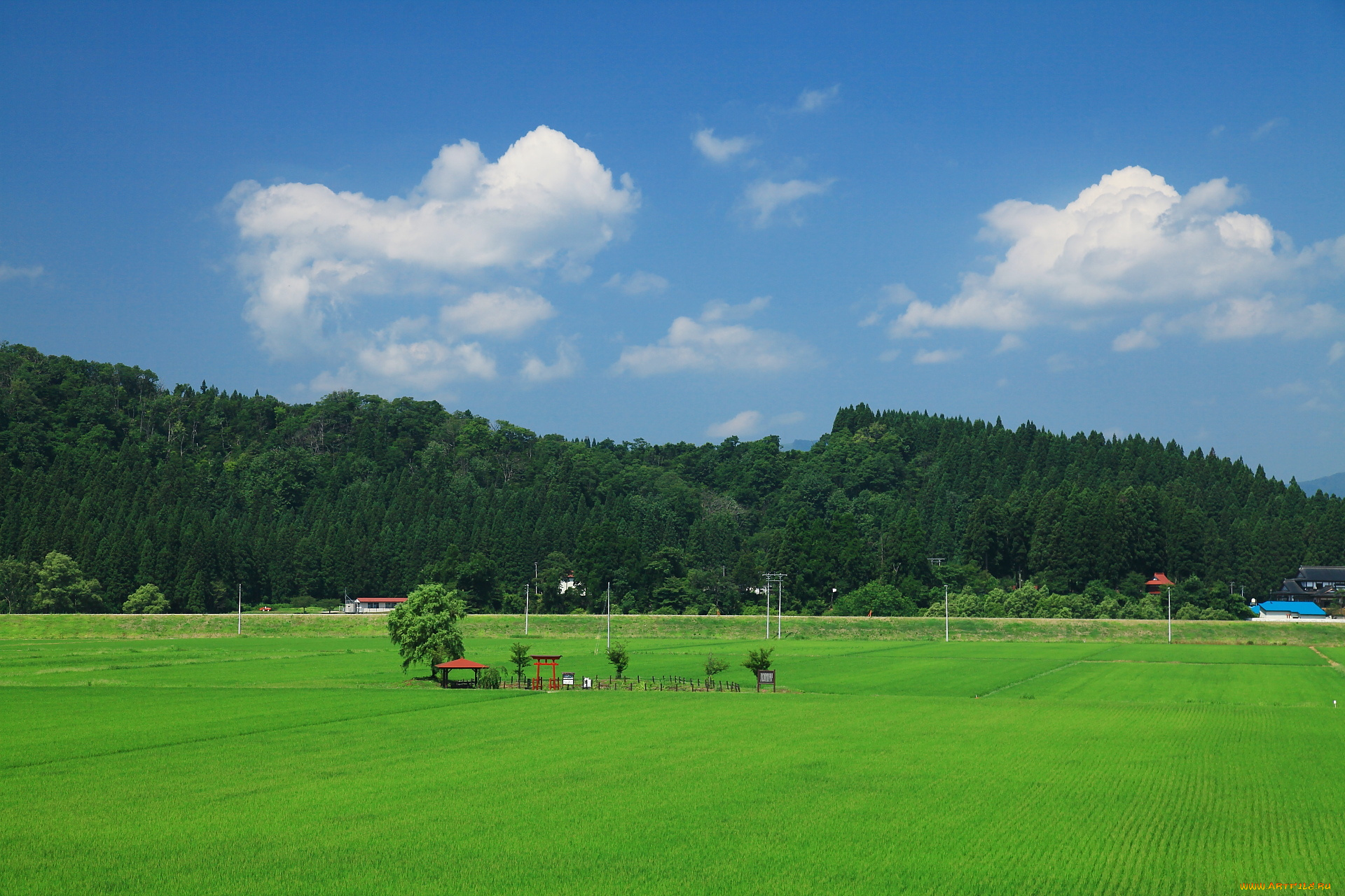 природа, поля, поле