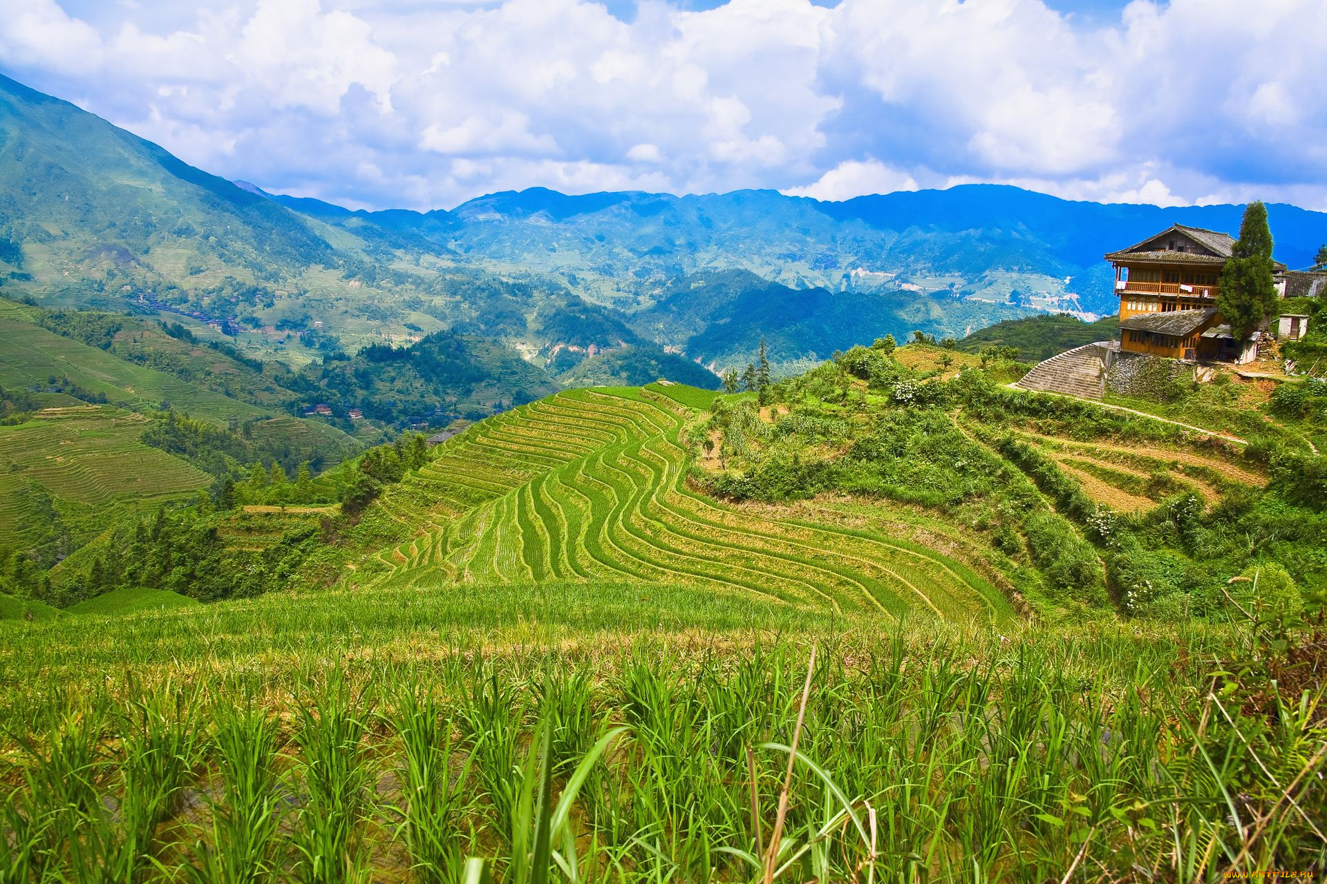 природа, поля, рис