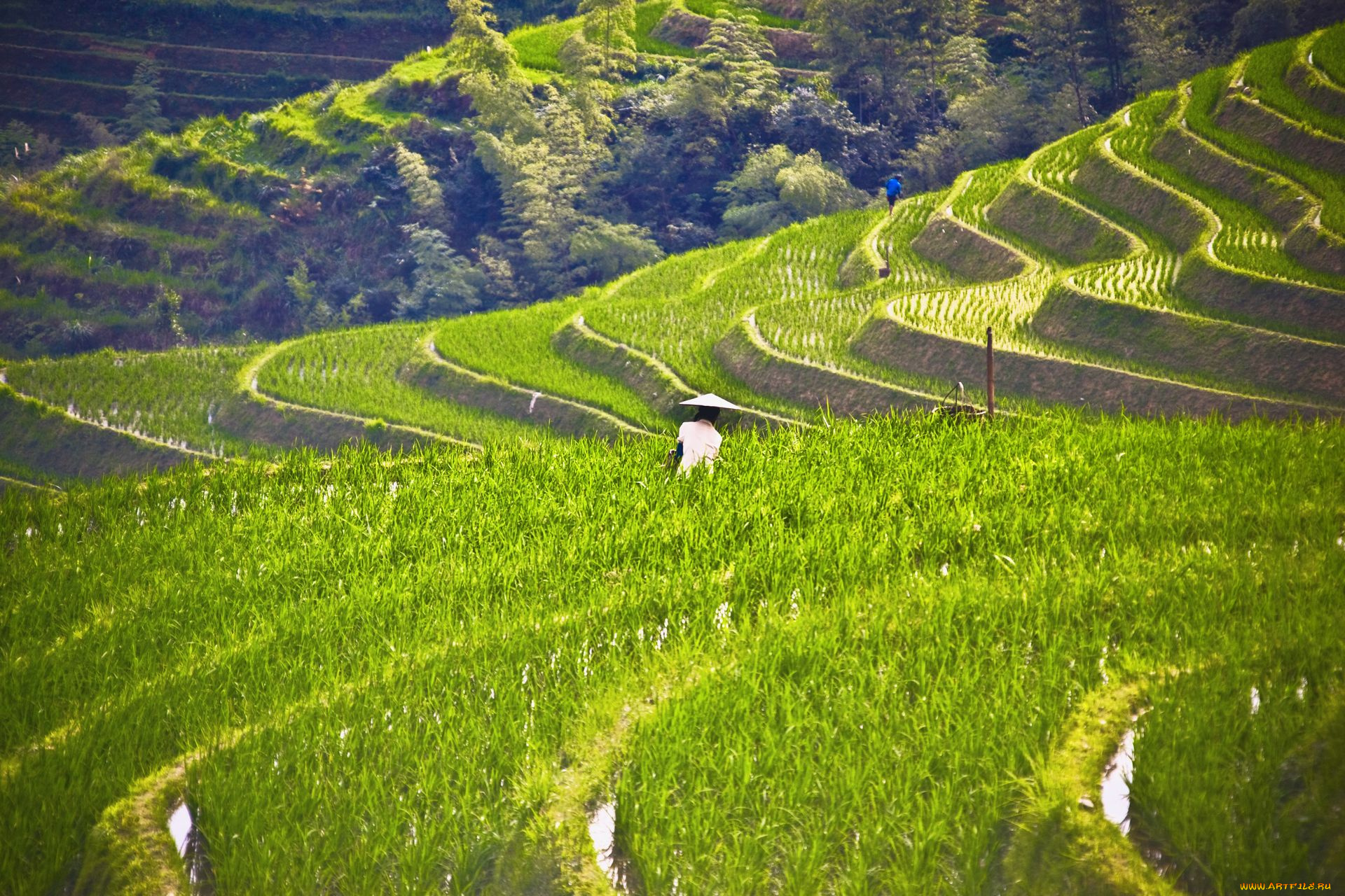 природа, поля, рис