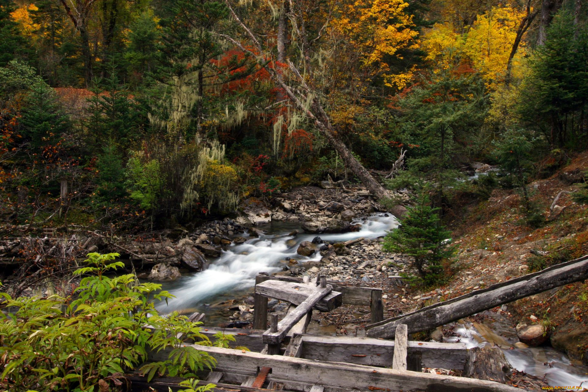 природа, реки, озера, ручей, лес