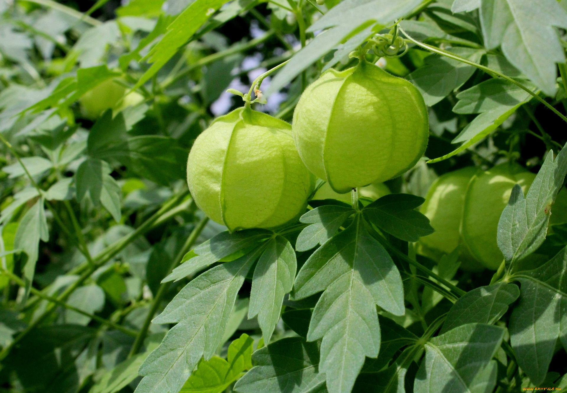 природа, плоды, листья