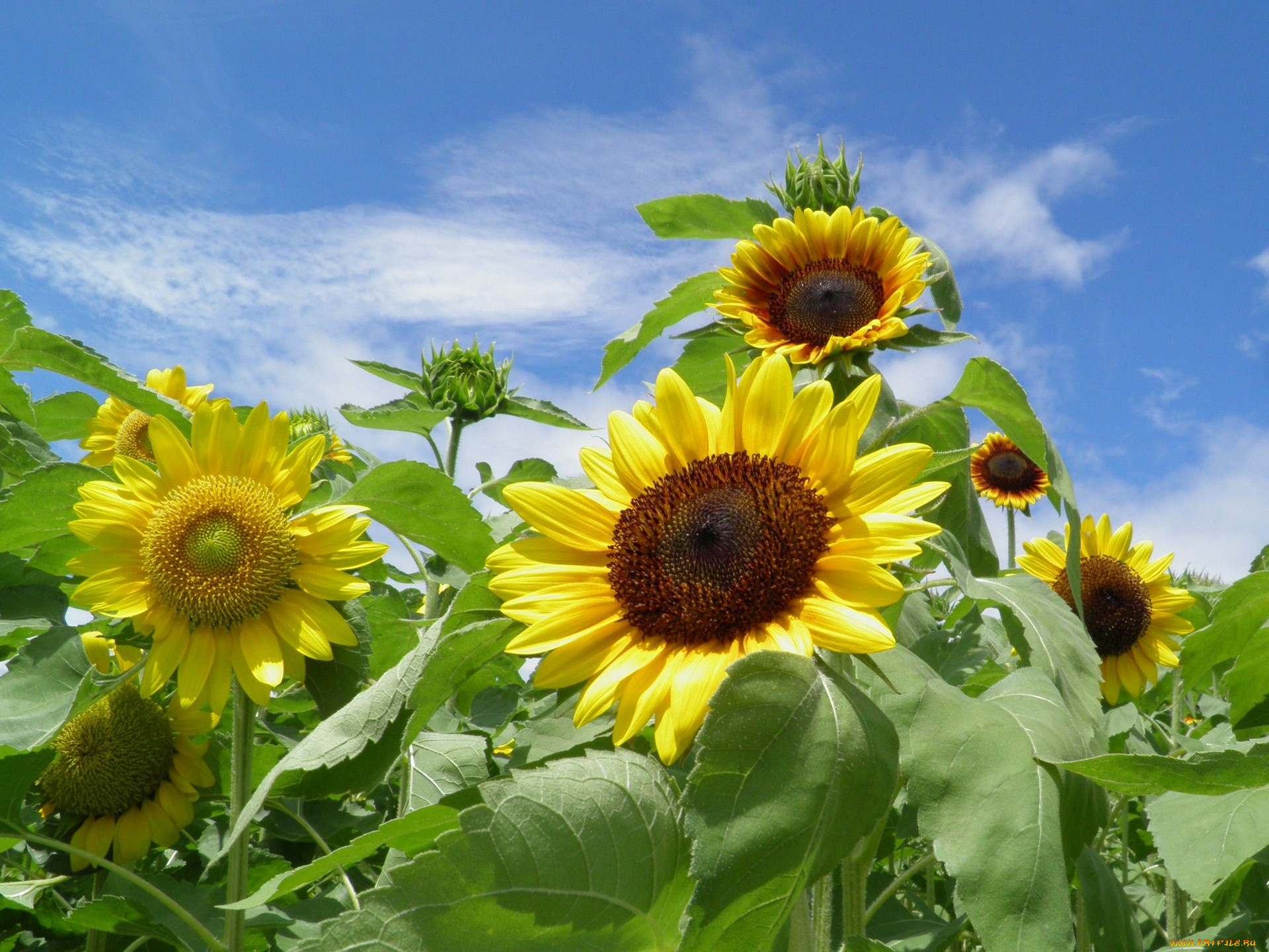 цветы, подсолнухи