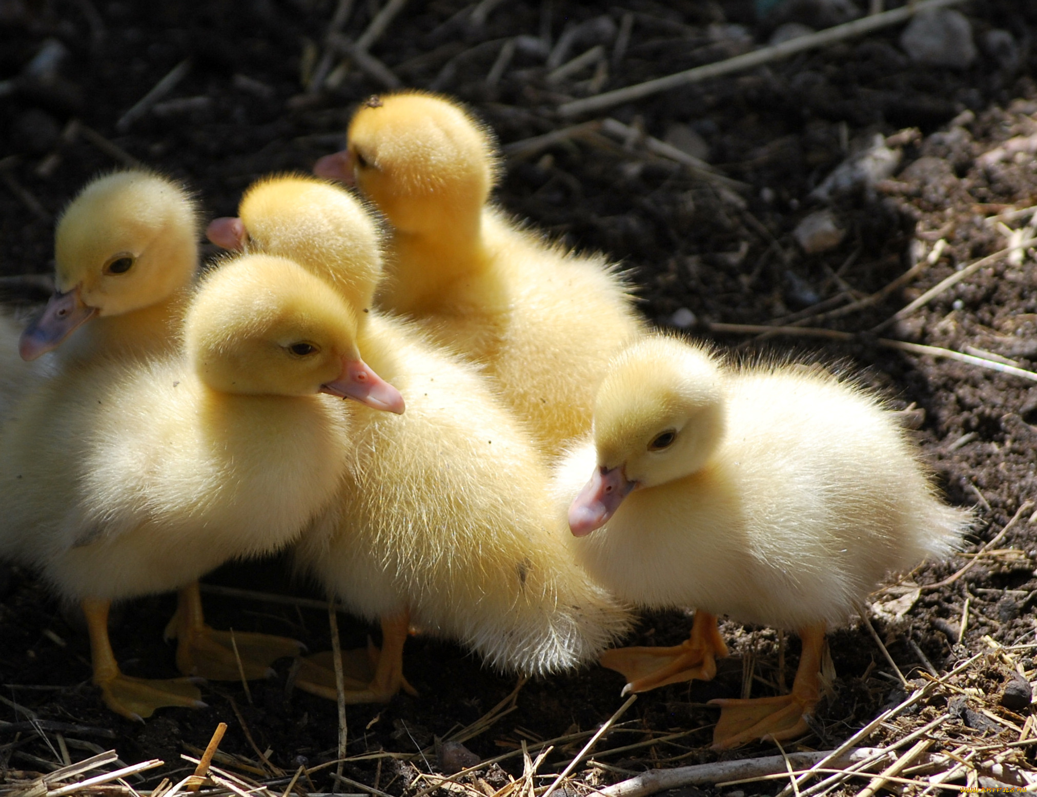 животные, утки, утьята