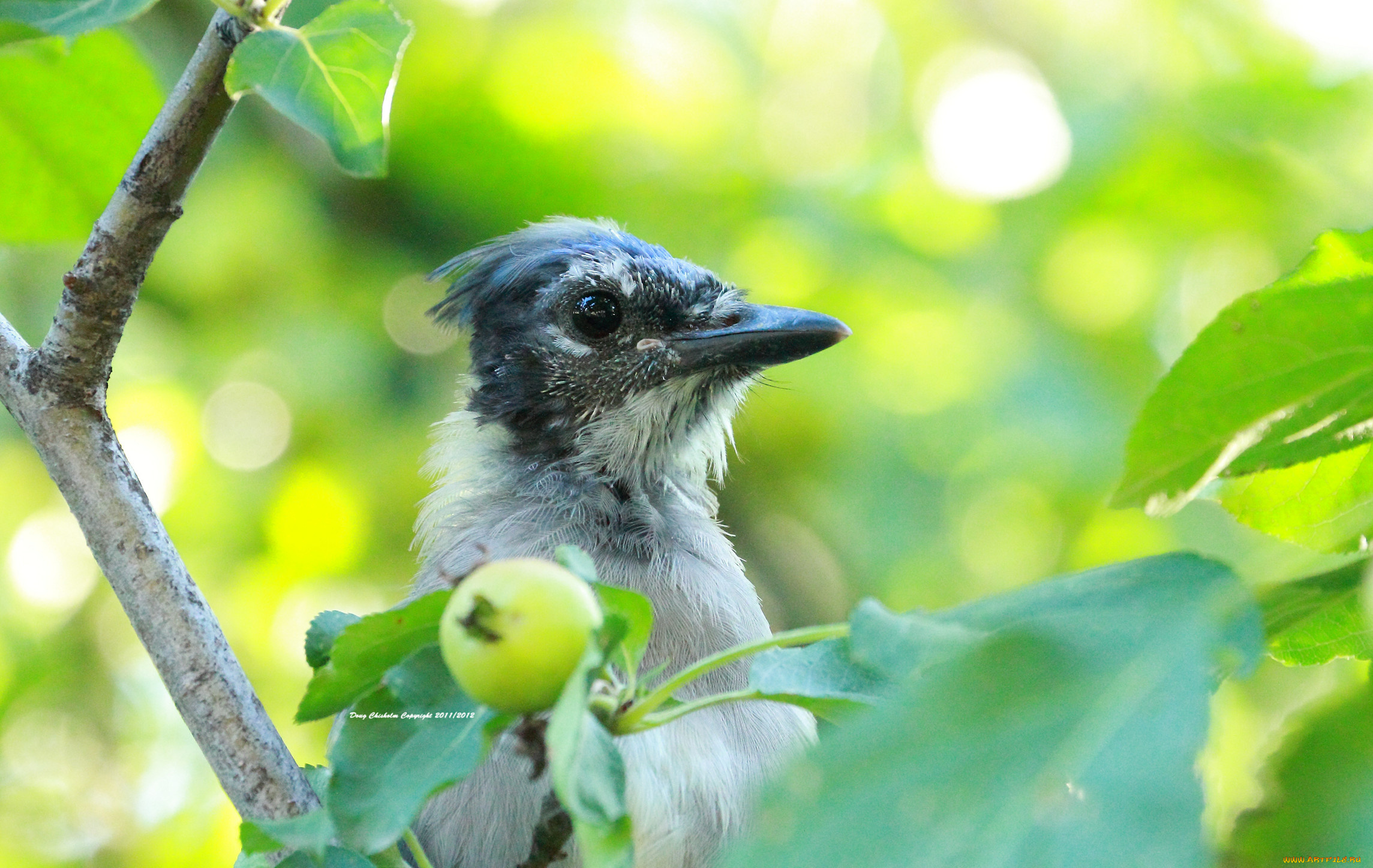 животные, птицы, ветка, яблоко, птица