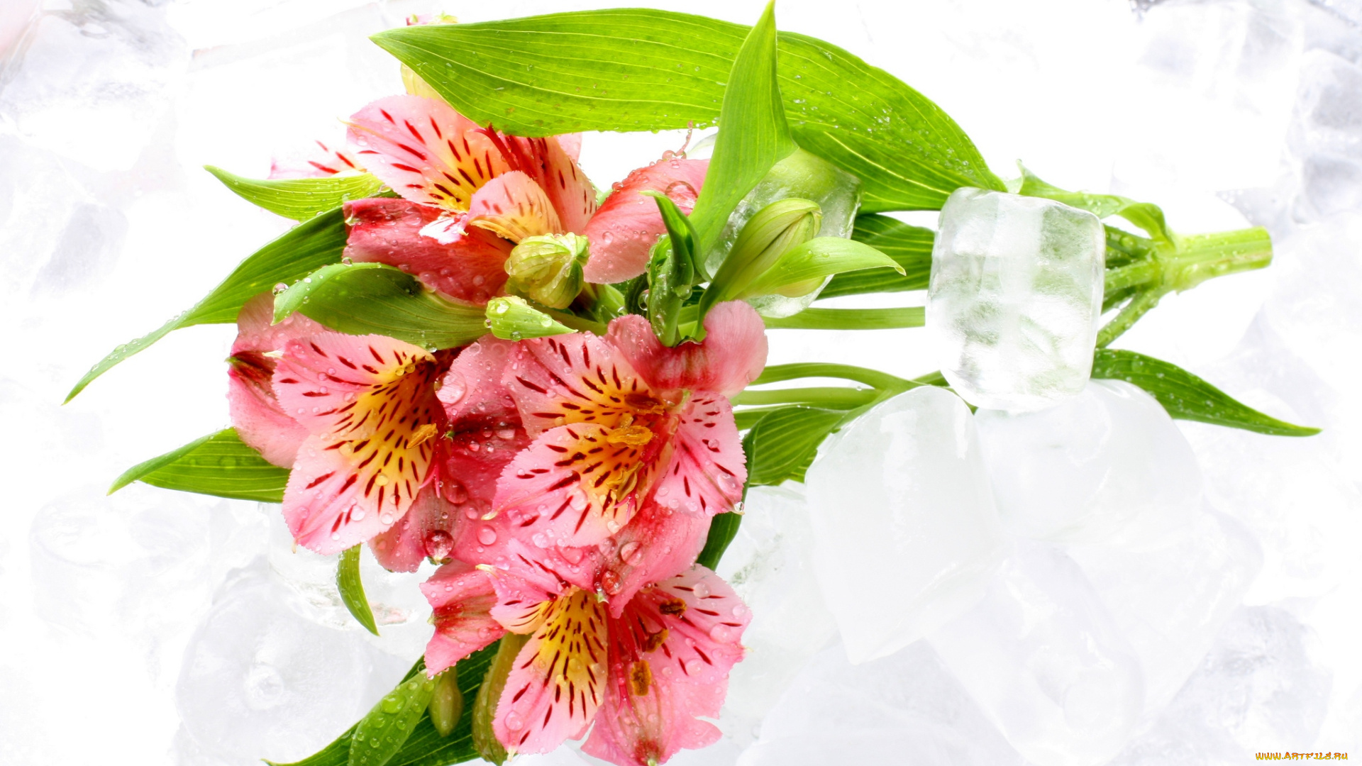 цветы, альстромерия, перуанская, лилия, лед