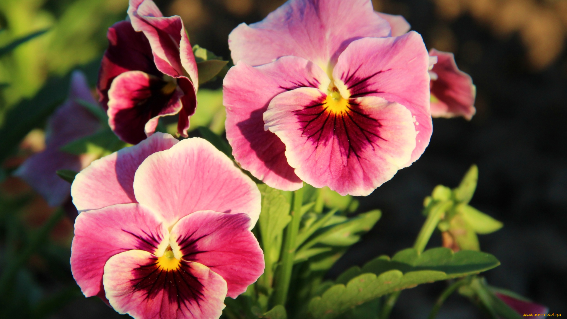 цветы, анютины, глазки, садовые, фиалки, дуэт, розовый