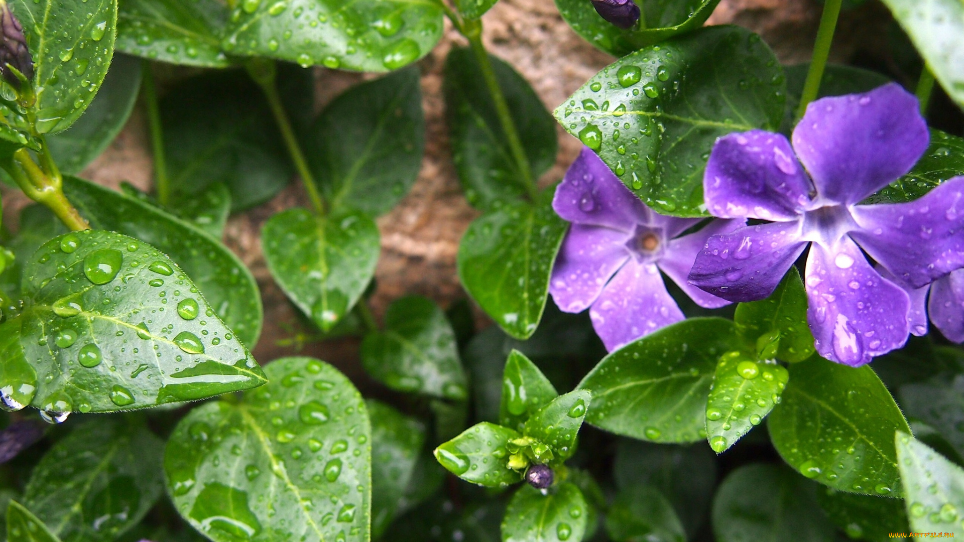 цветы, барвинок, капли, листья