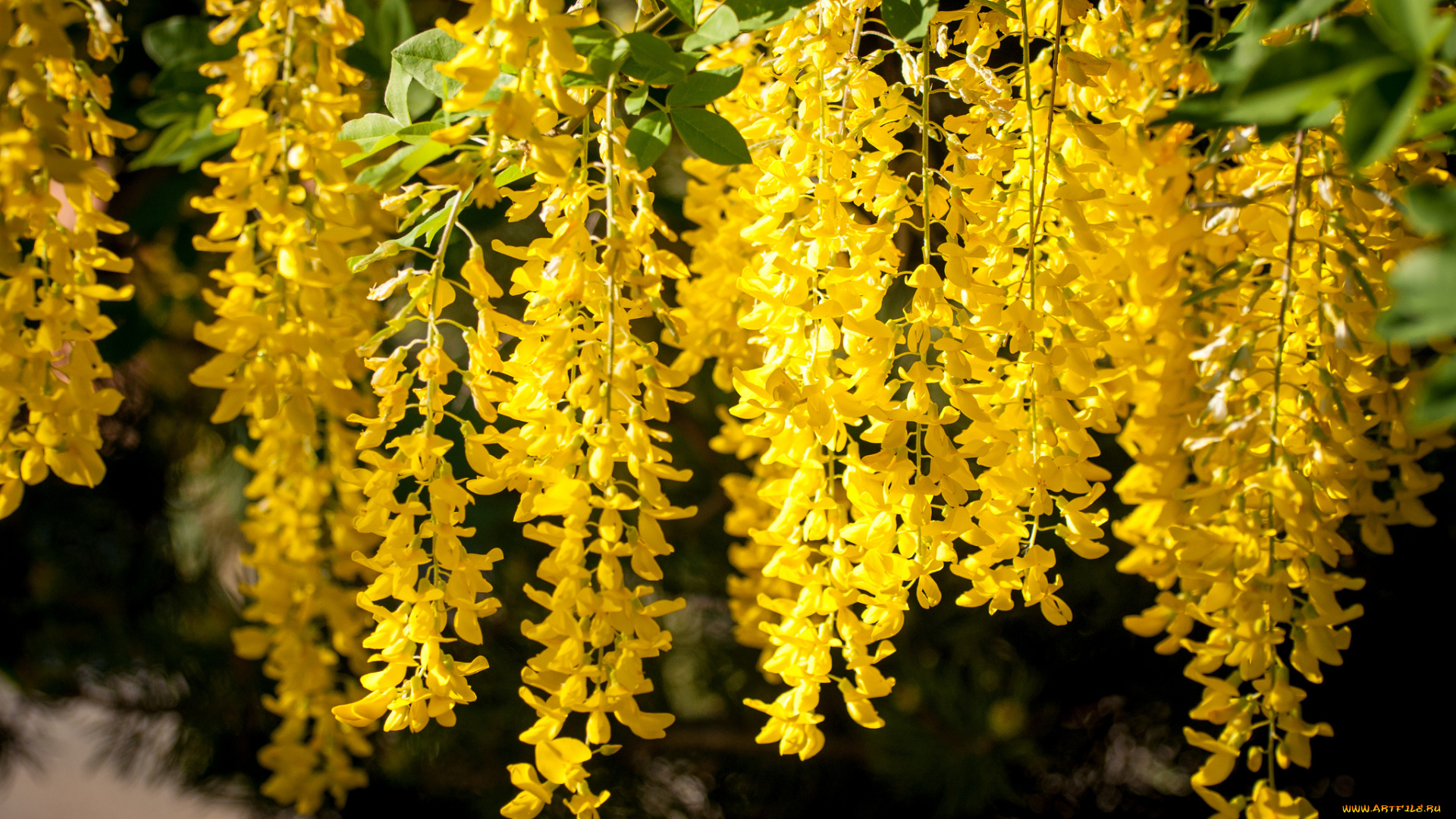 цветы, глициния, кисти, желтый