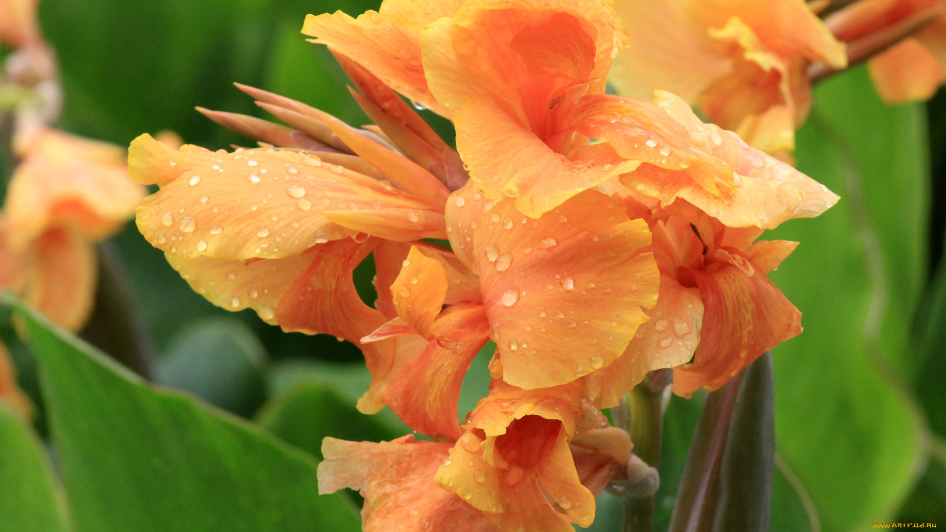 цветы, канна, оранжевый