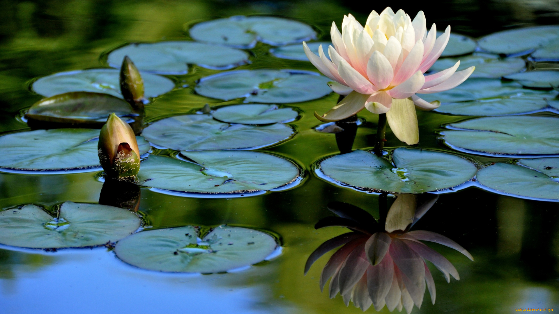 цветы, лилии, водяные, нимфеи, кувшинки, бутоны, отражение, розовый