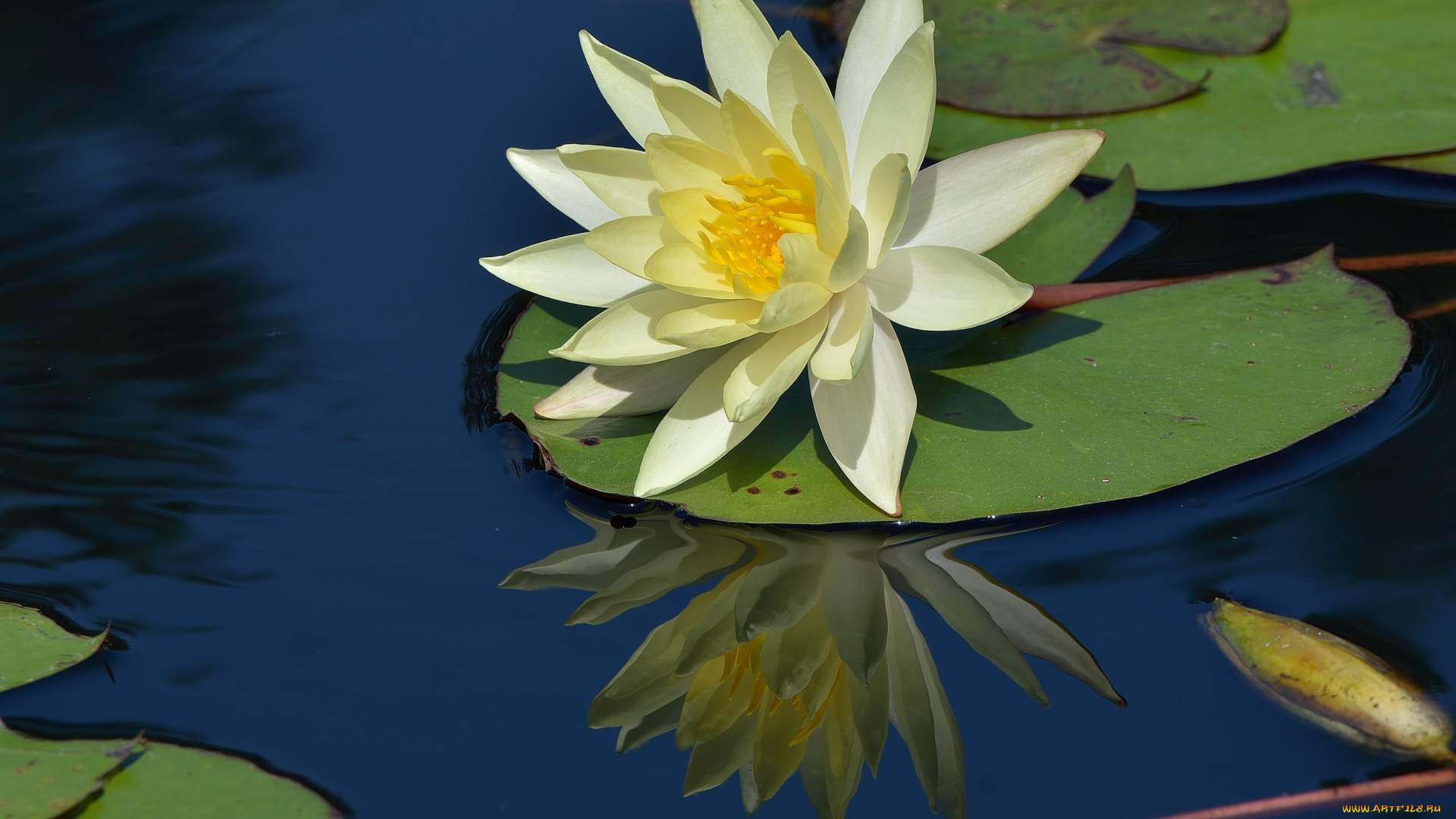 цветы, лилии, водяные, нимфеи, кувшинки, отражение