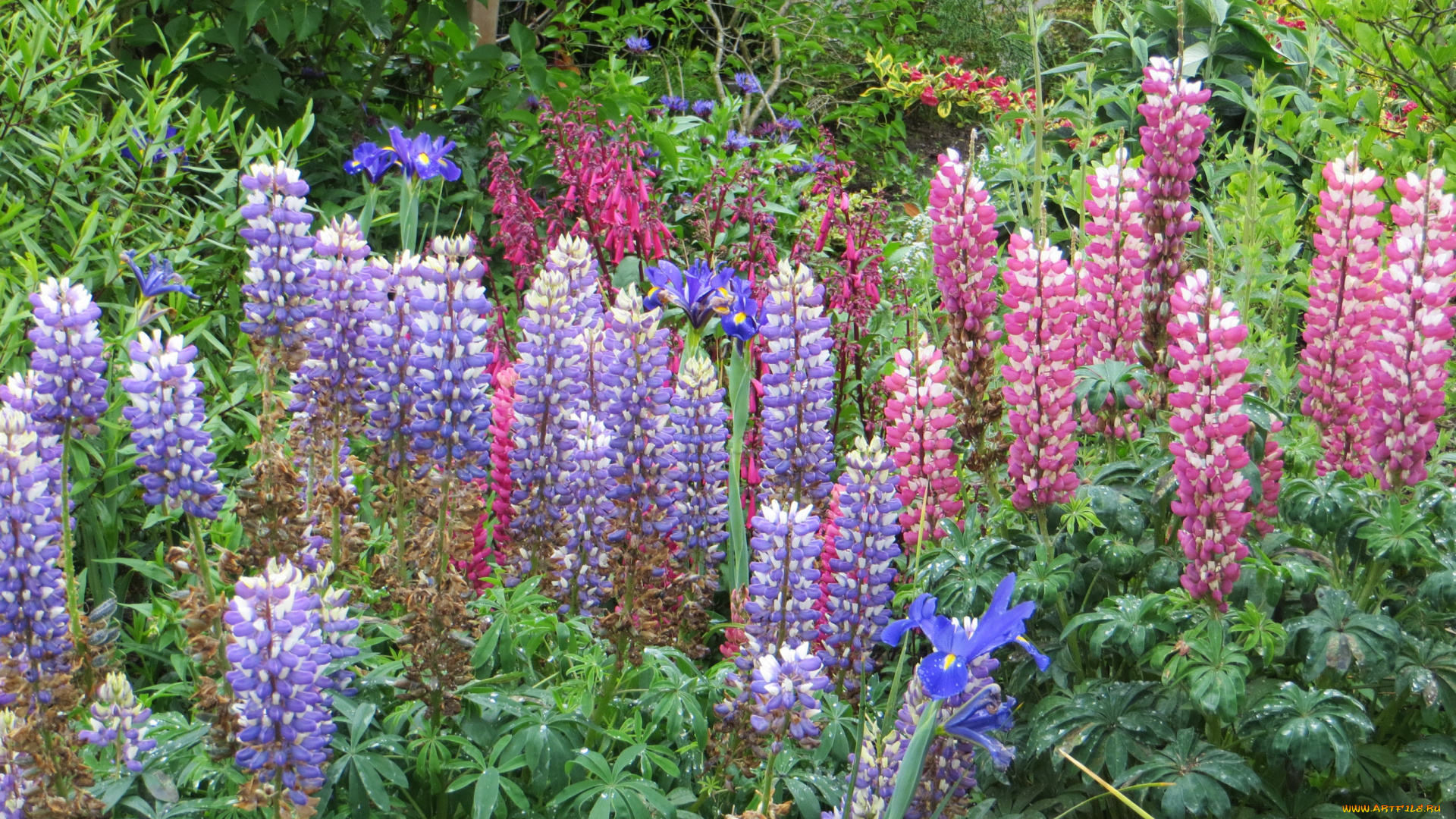 цветы, люпин, сад, наперстянка, foxgloves, дигиталис