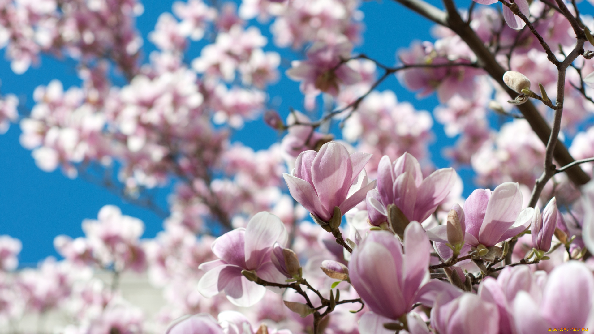 цветы, магнолии, розовый, весна