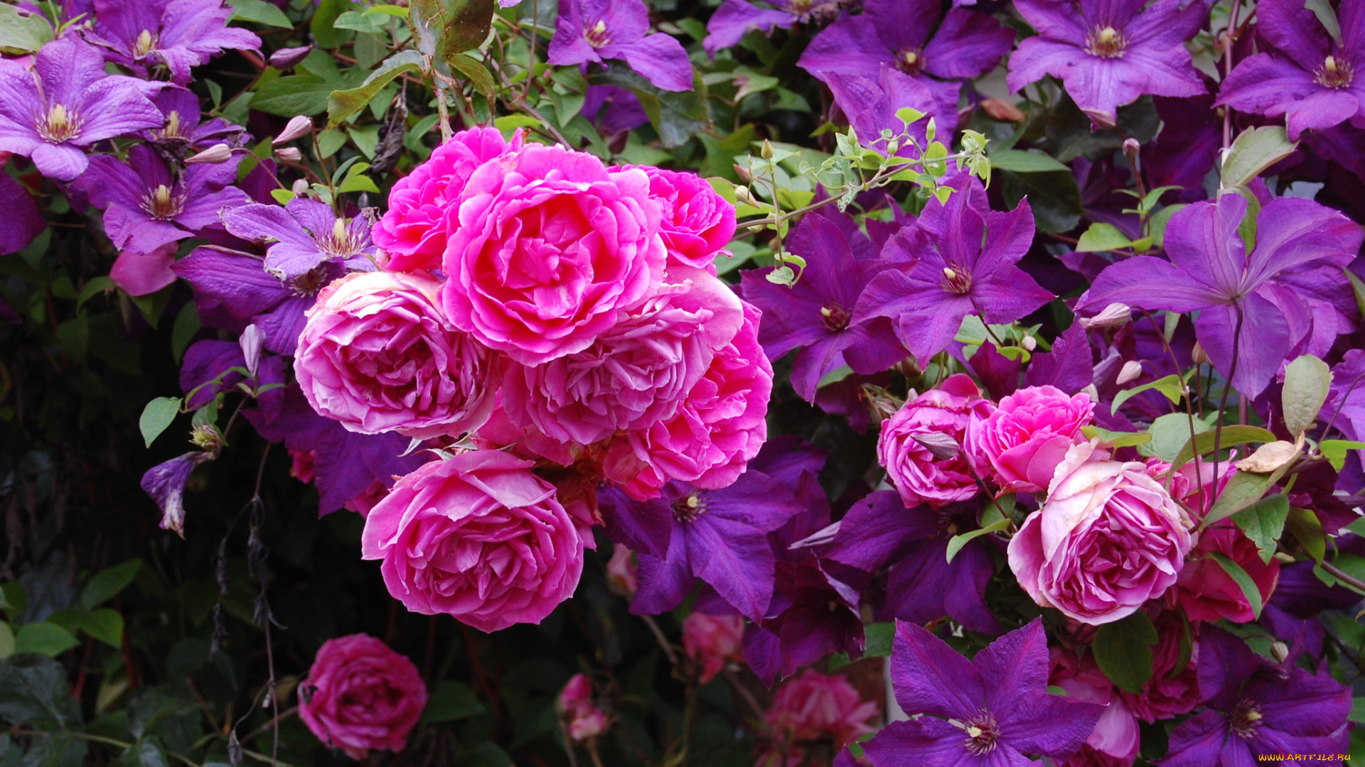 цветы, разные, вместе, розы