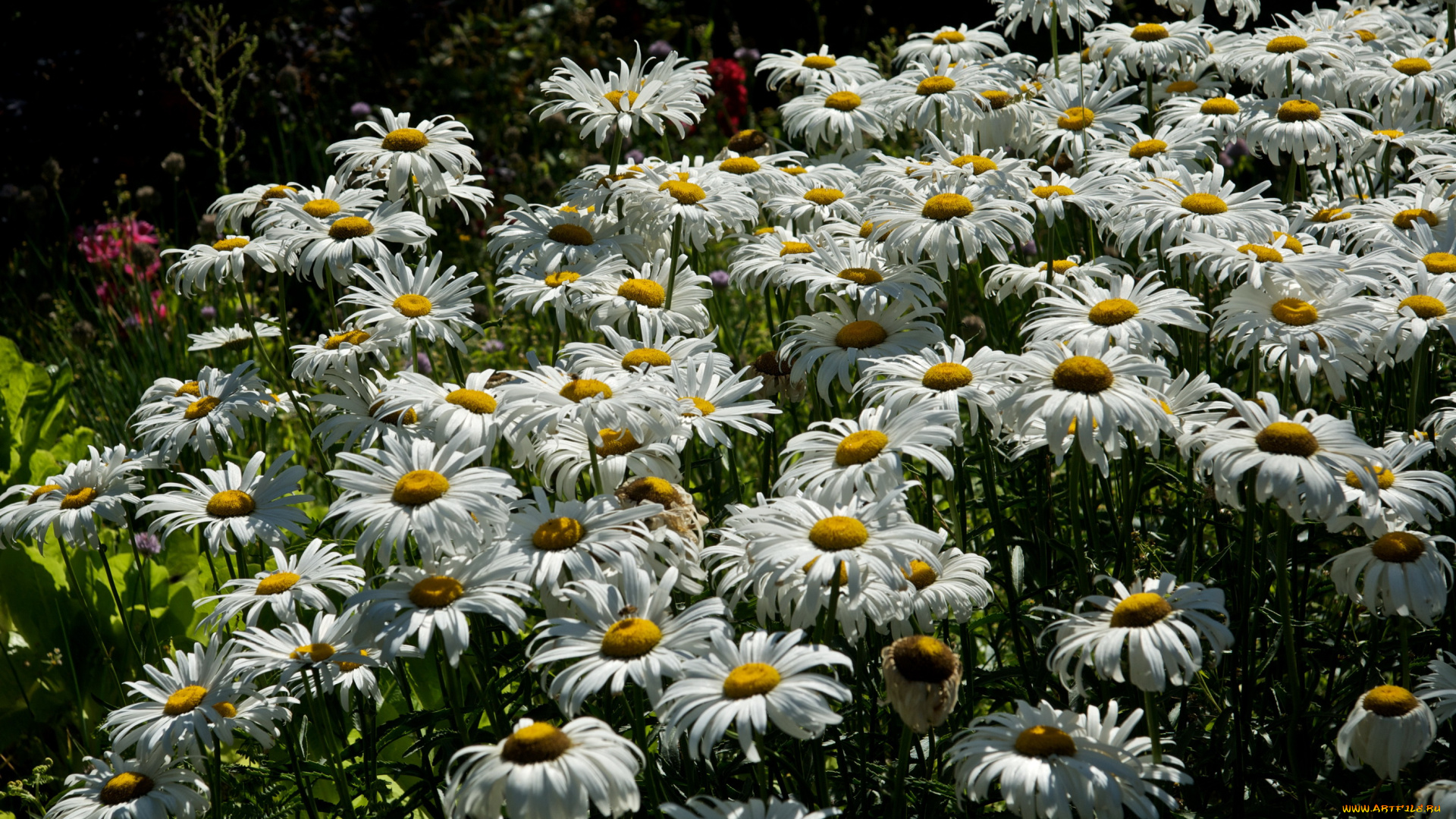 цветы, ромашки