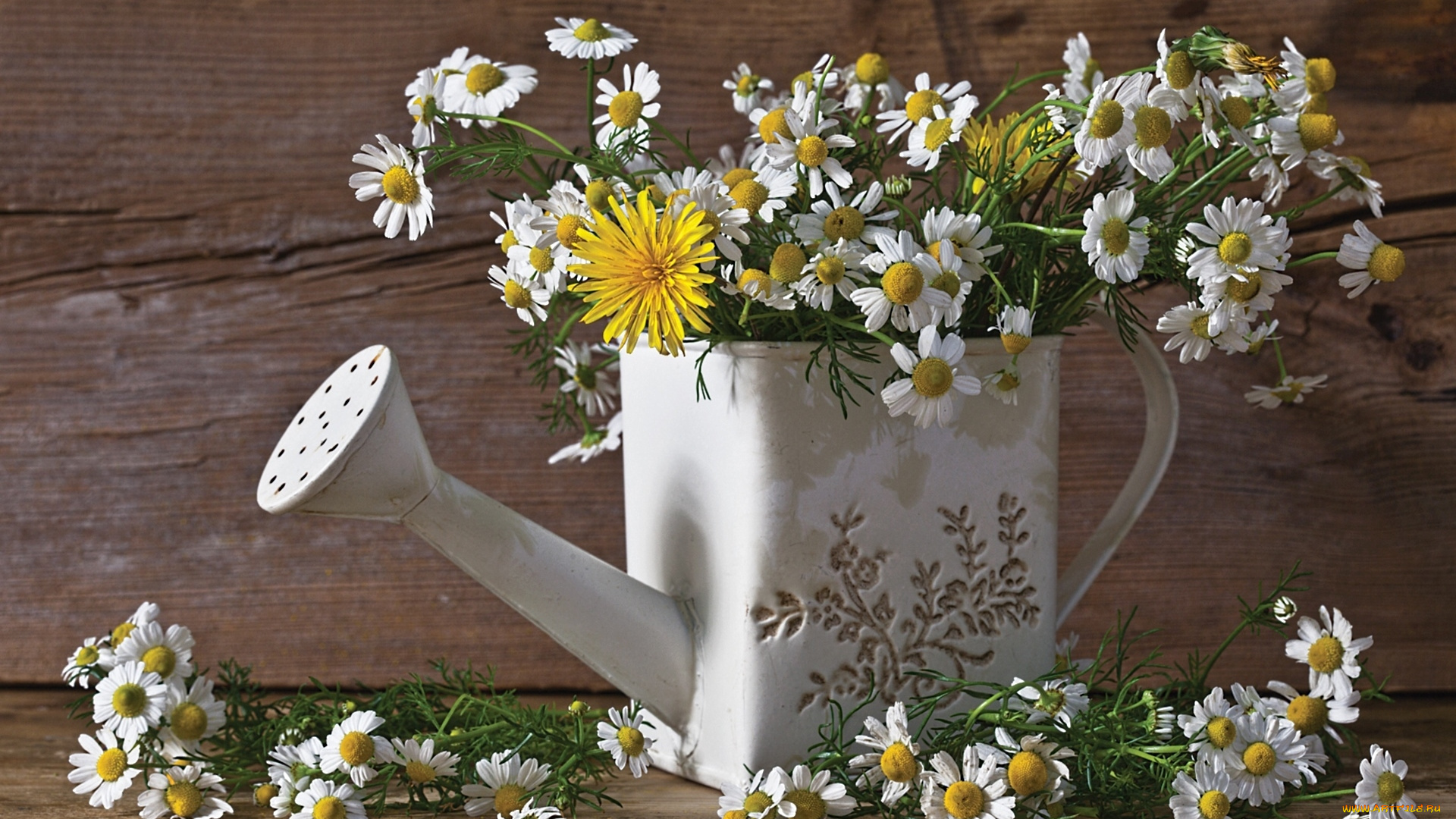 цветы, ромашки, лейка