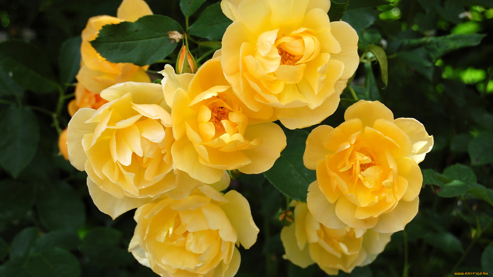 цветы, розы