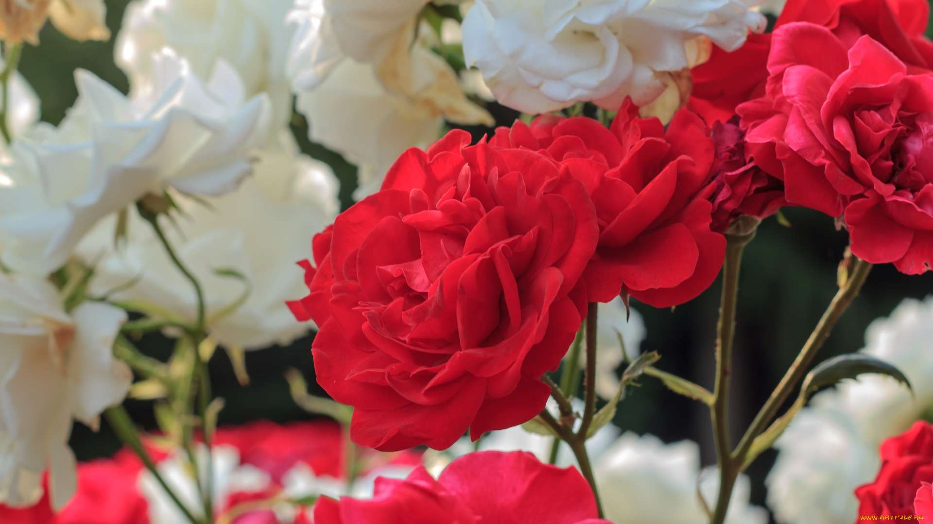цветы, розы, белый, красный
