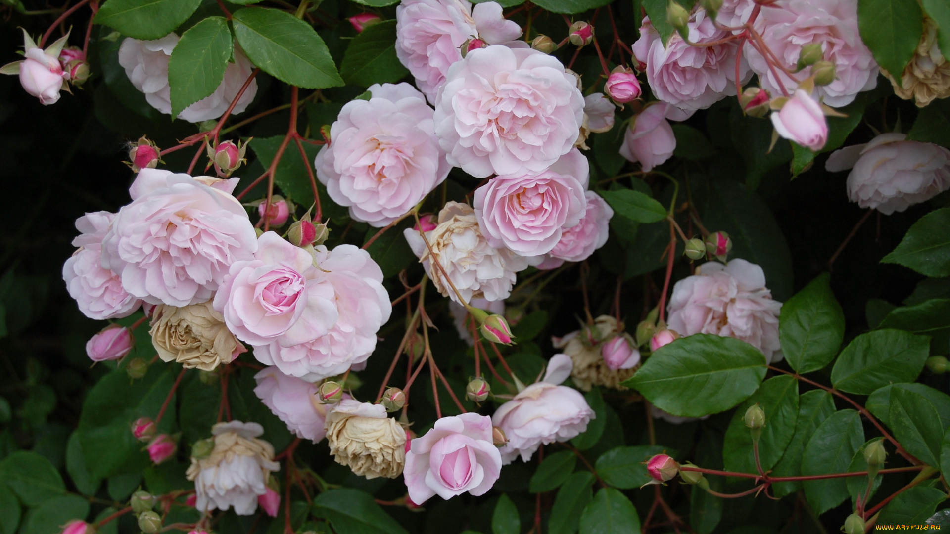 цветы, розы, куст