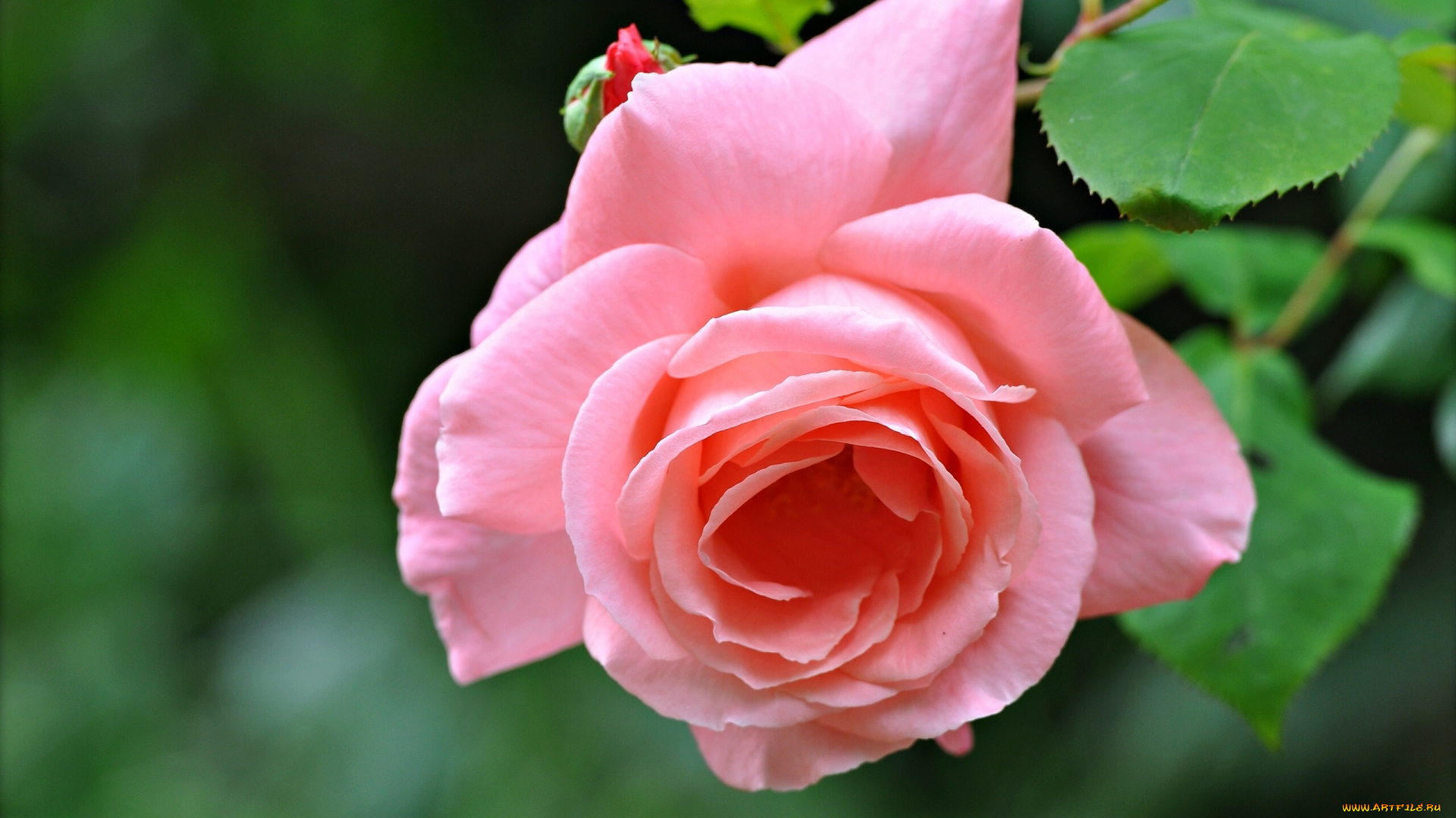 цветы, розы, макро, бутон, лепестки