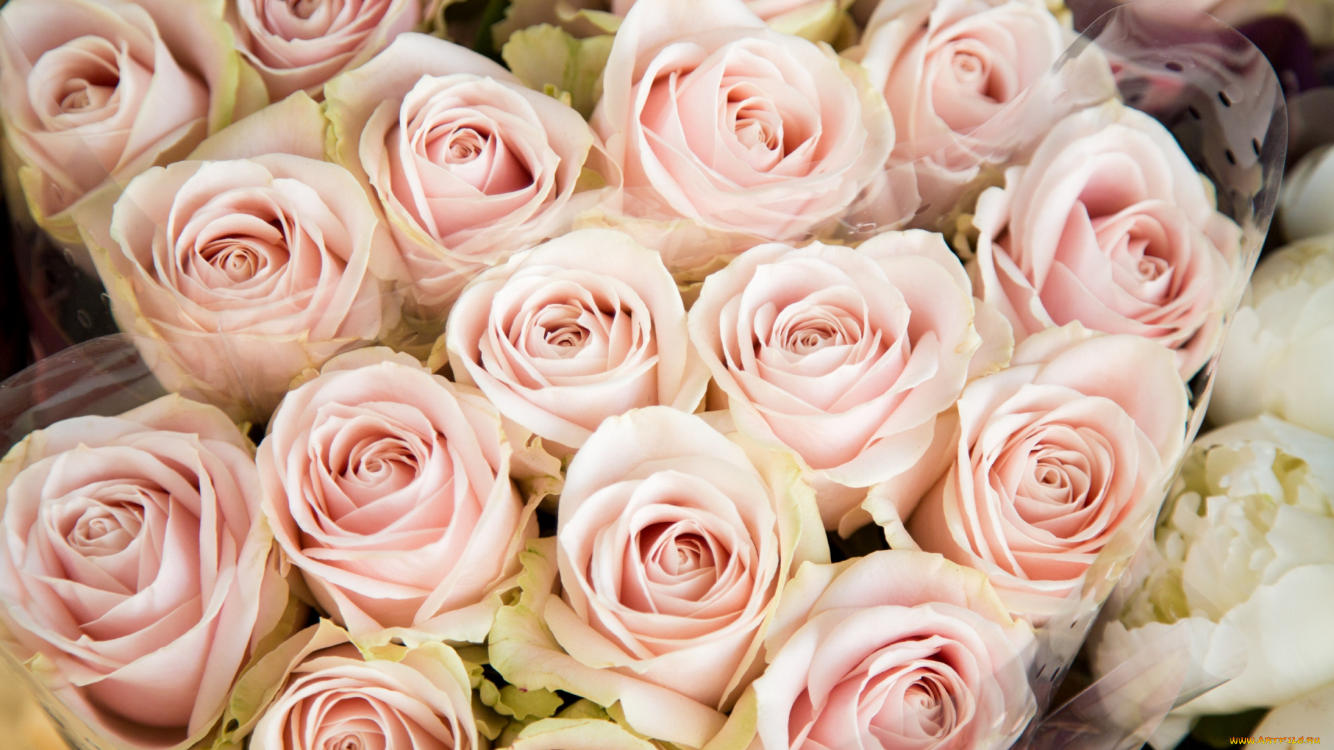 цветы, розы, розовый