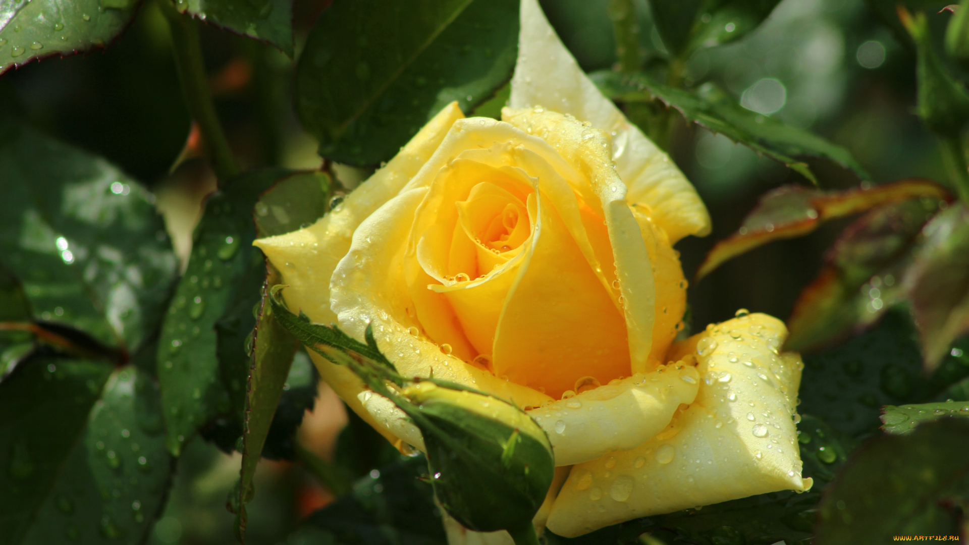 цветы, розы, желтый, капли