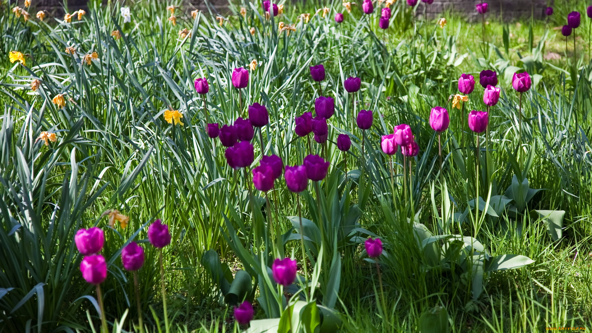 цветы, тюльпаны, сад