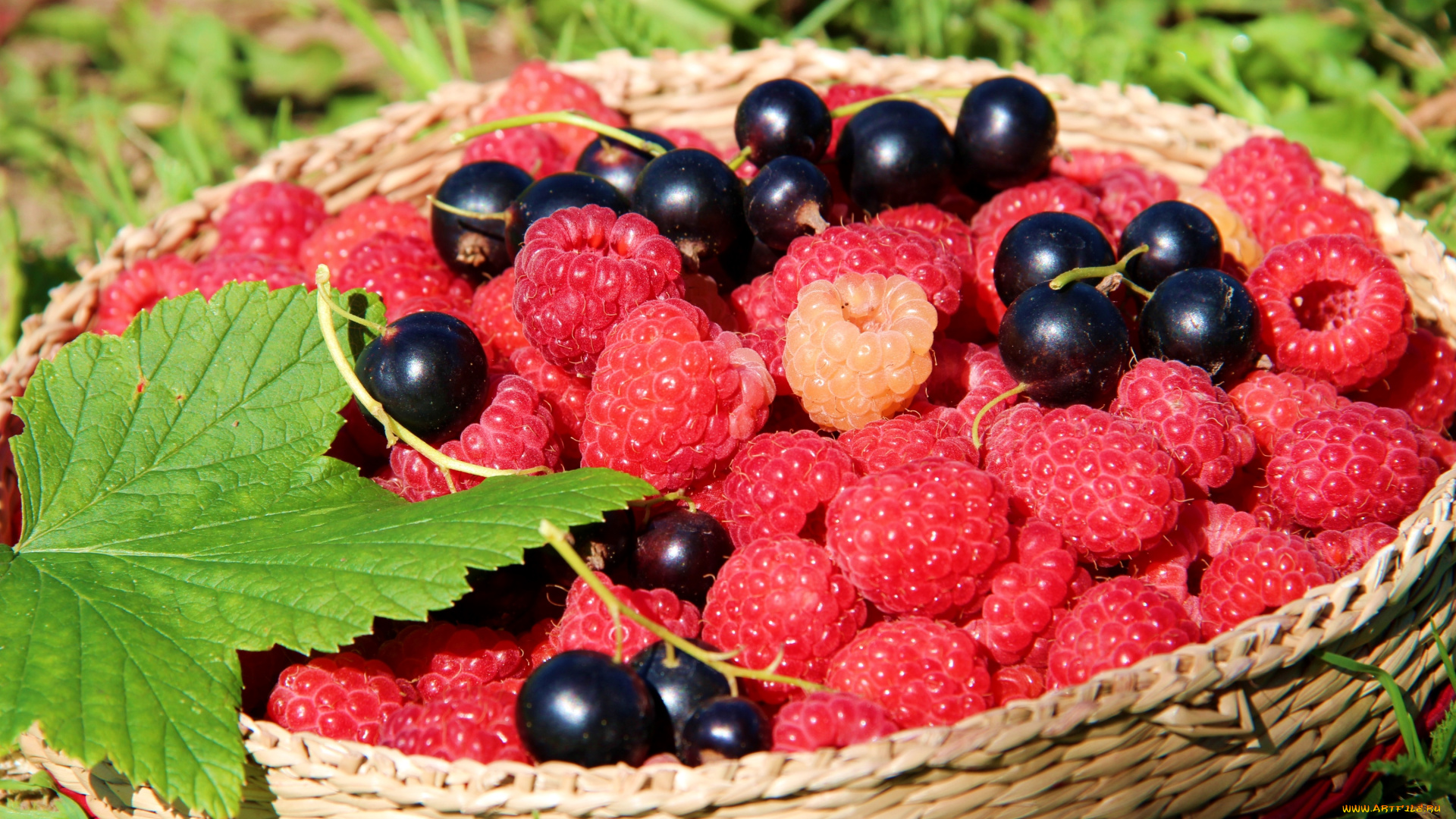 еда, фрукты, ягоды, смородина, малина