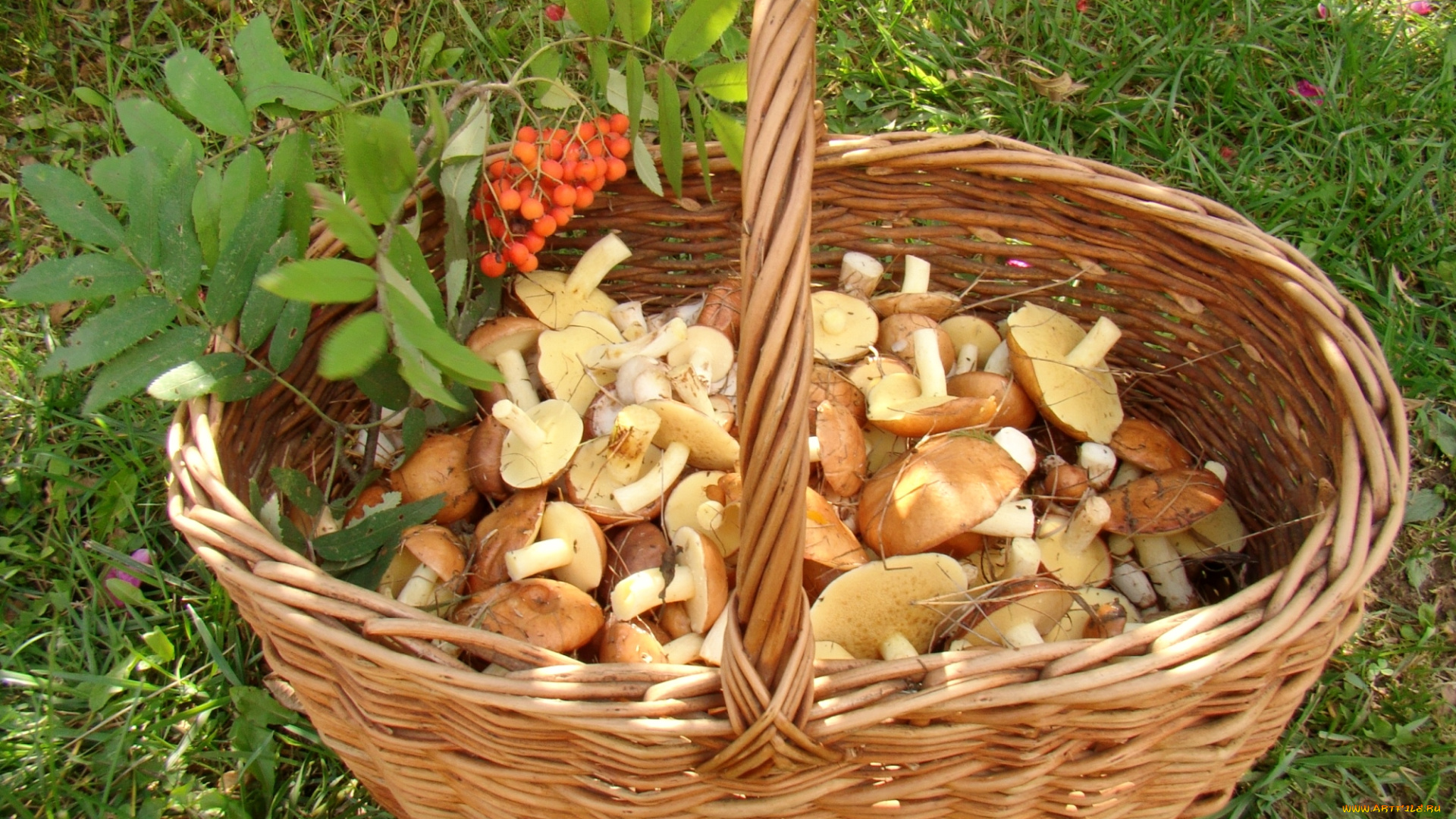 еда, грибы, грибные, блюда, маслята, корзинка
